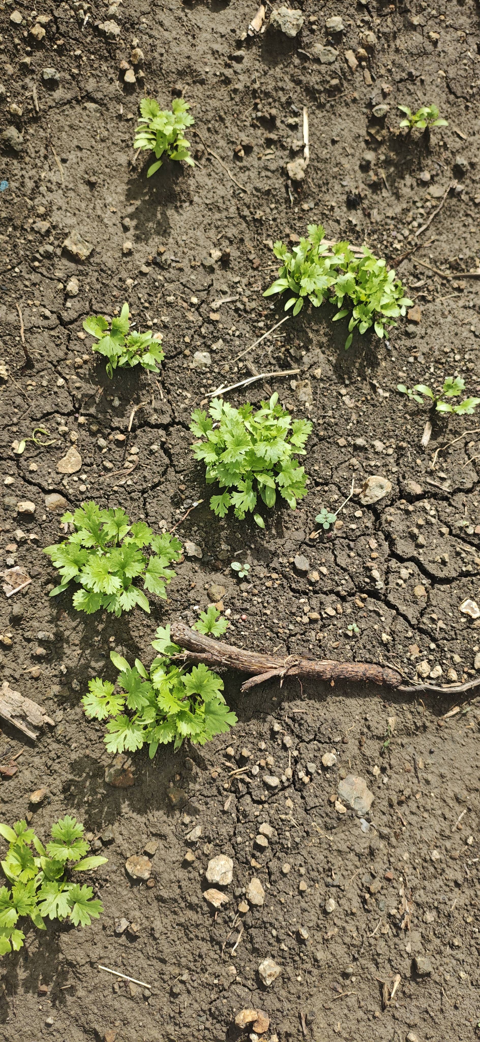 Coriander Leave for sale in Nanded, Maharashtra