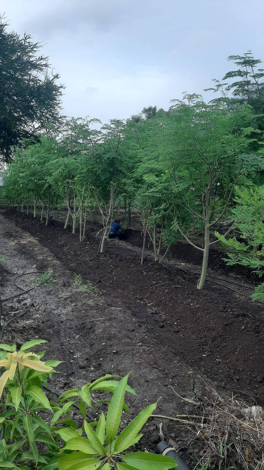 Moringa Powder for sale in Pune, Maharashtra