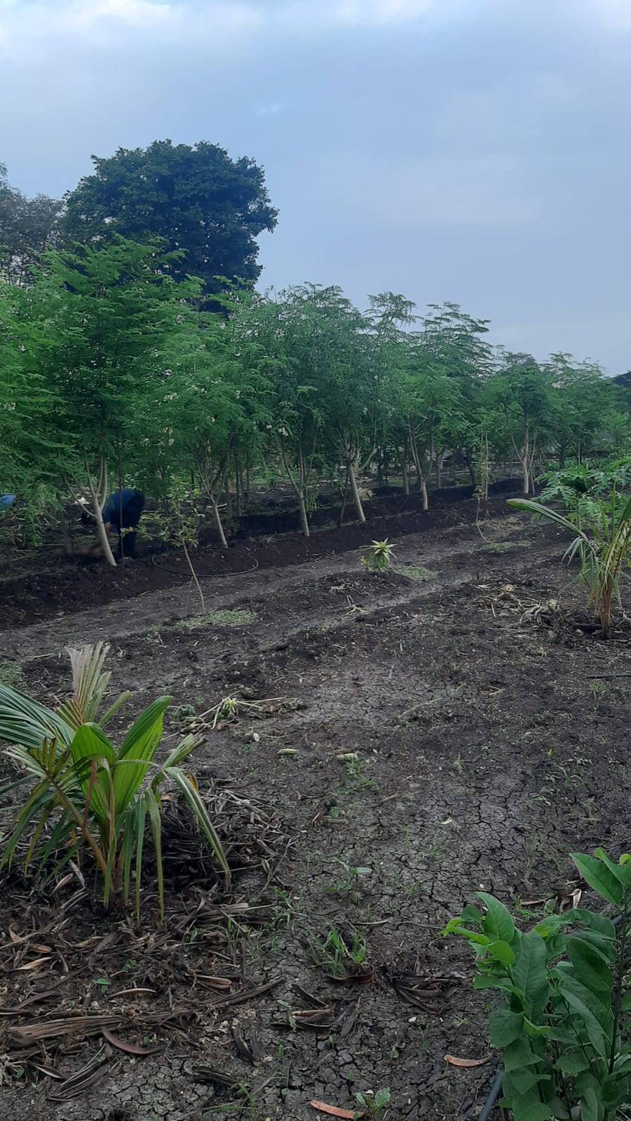 Moringa Powder for sale in Pune, Maharashtra