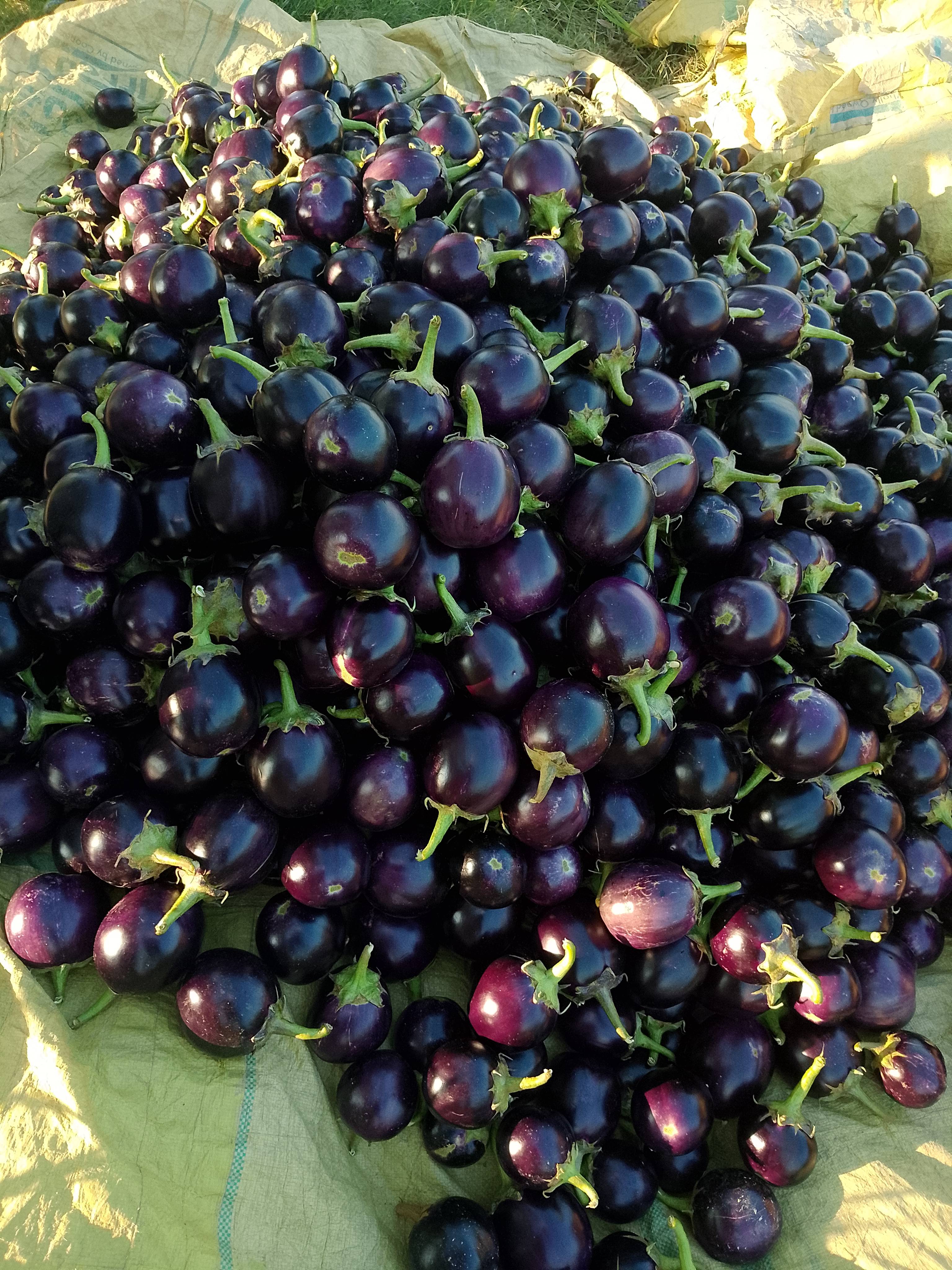 Round Brinjal for sale in Kheri, Uttar Pradesh