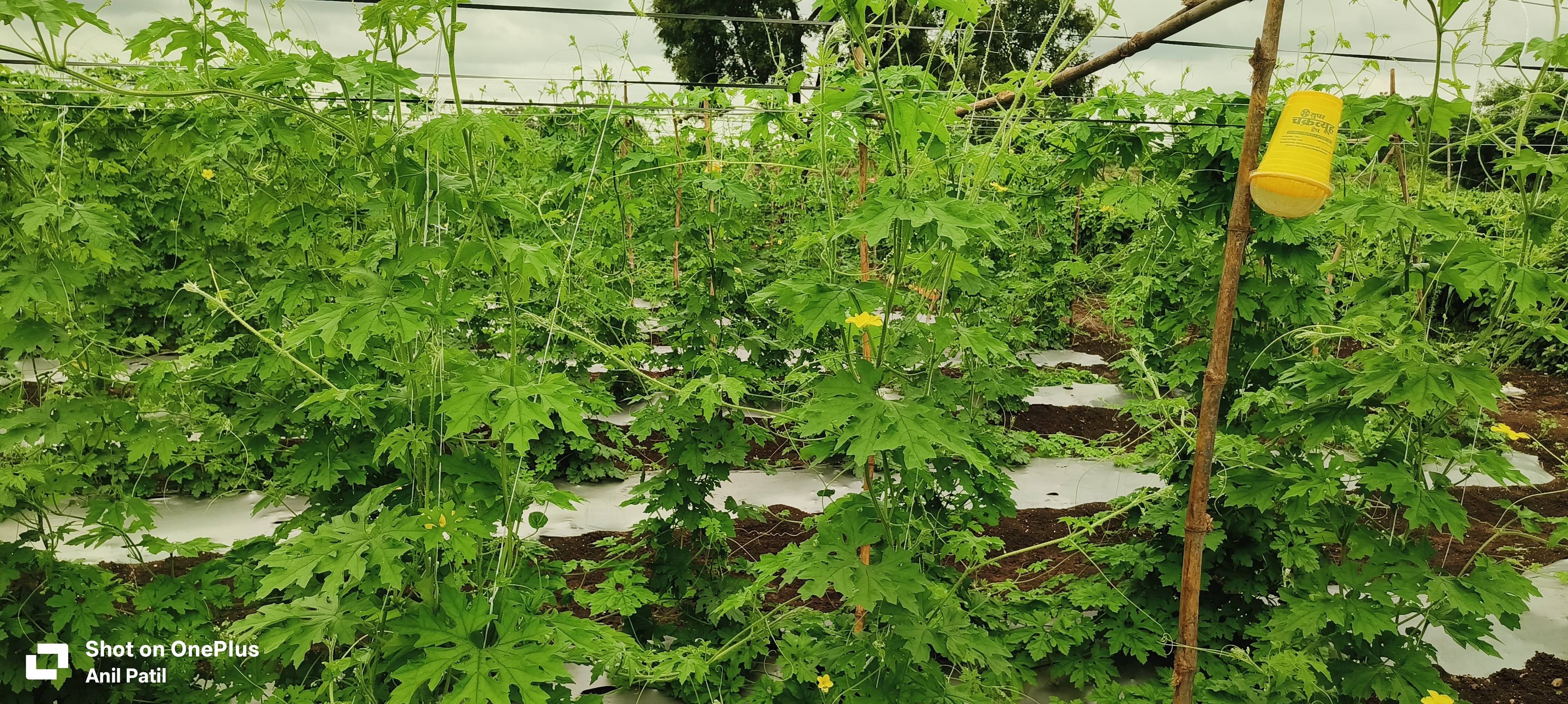Pusa Hybrid 1 for sale in Chhatrapati Sambhajinagar, Maharashtra