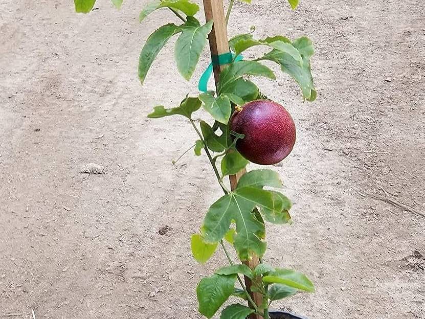 Passion Fruit Saplings for sale in Chittorgarh, Rajasthan