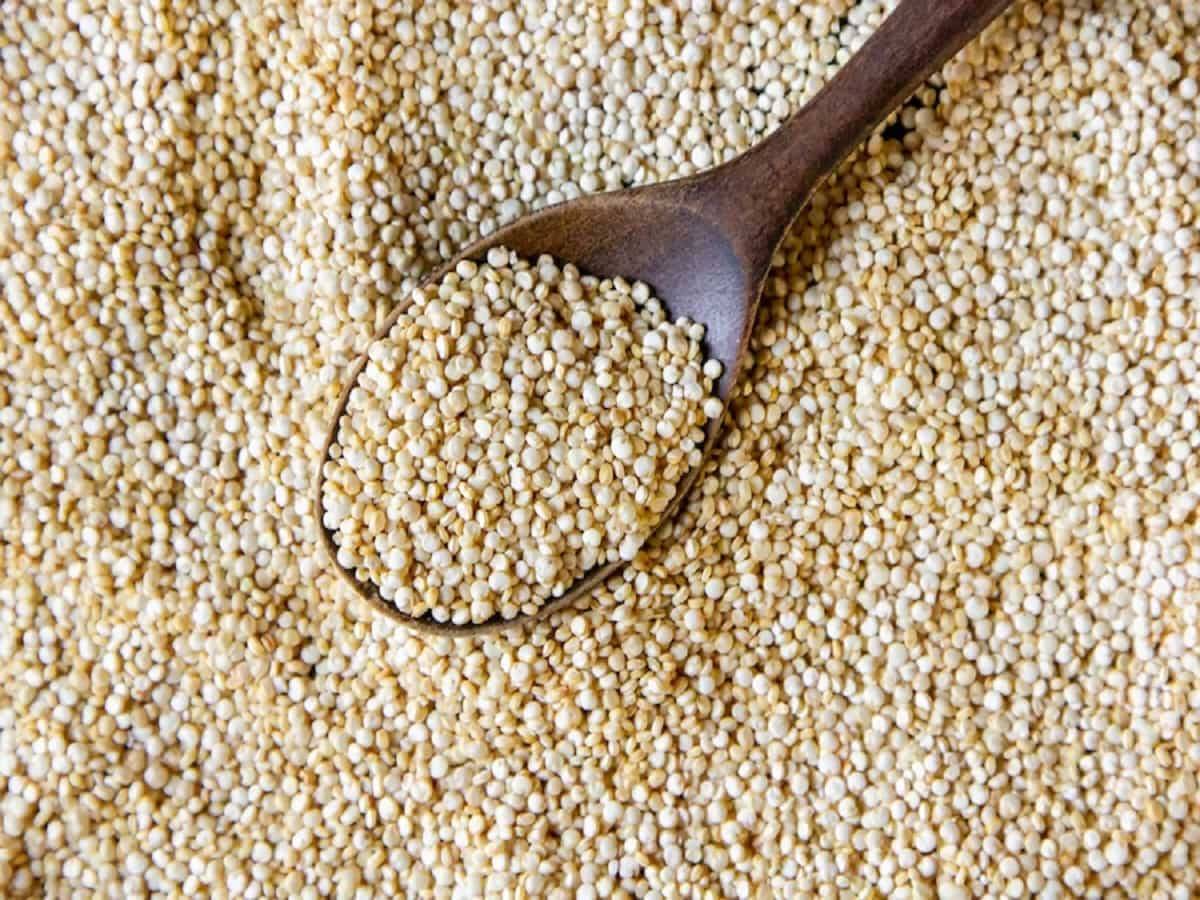 Proso Millet विक्रीसाठी, चित्तौडगड, राजस्थान