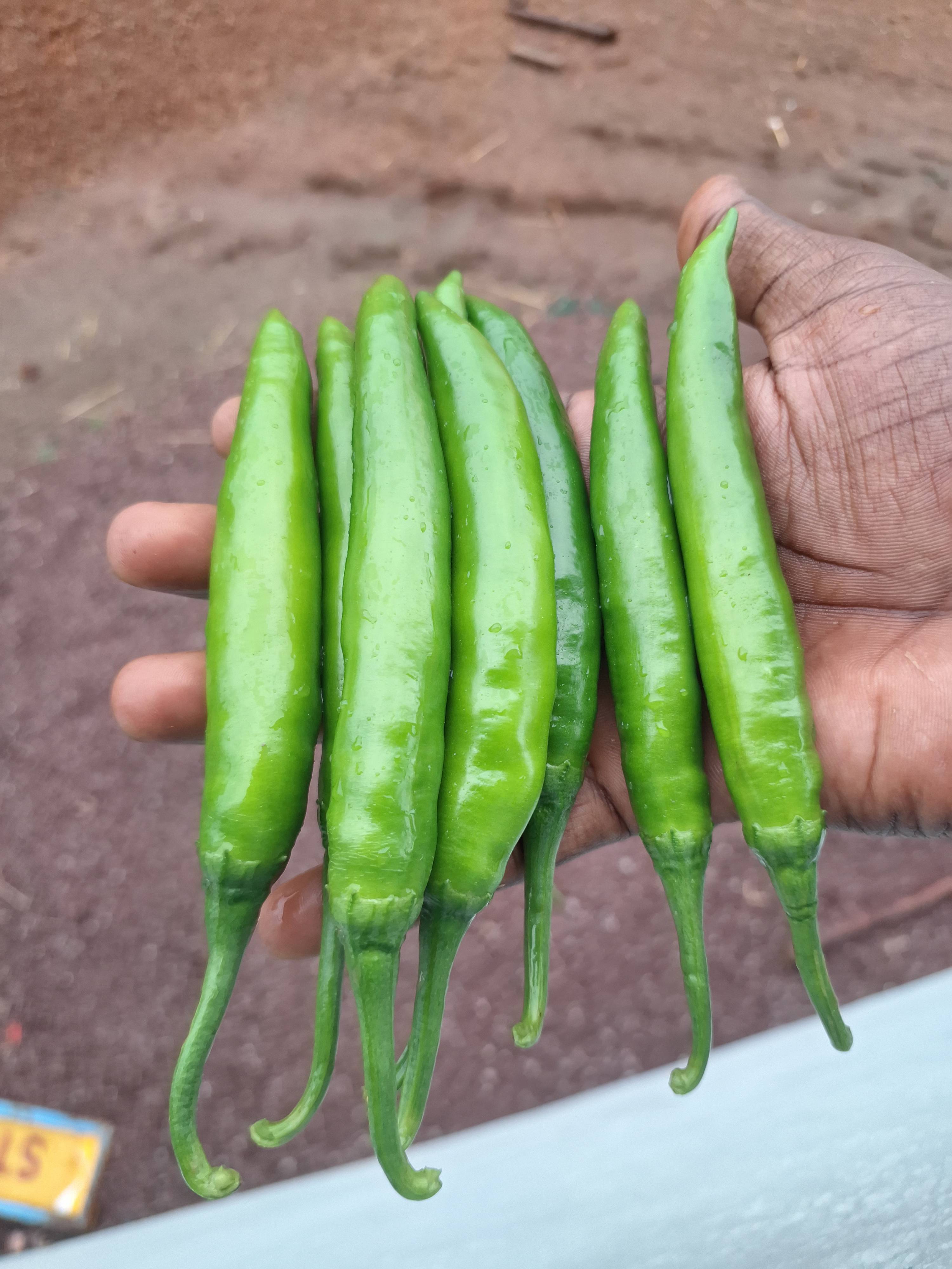 Green Chilli for sale in Durg, Chhattisgarh