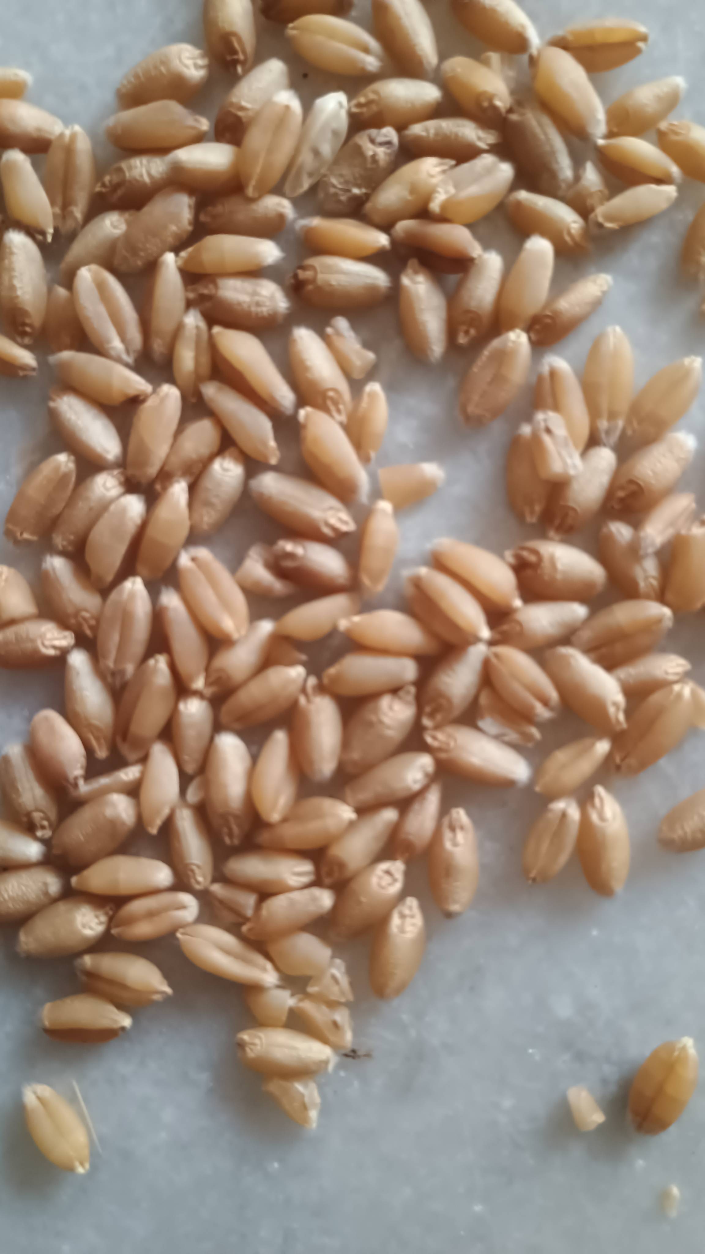 Lokwan Wheat for sale in Mandsaur, Madhya Pradesh