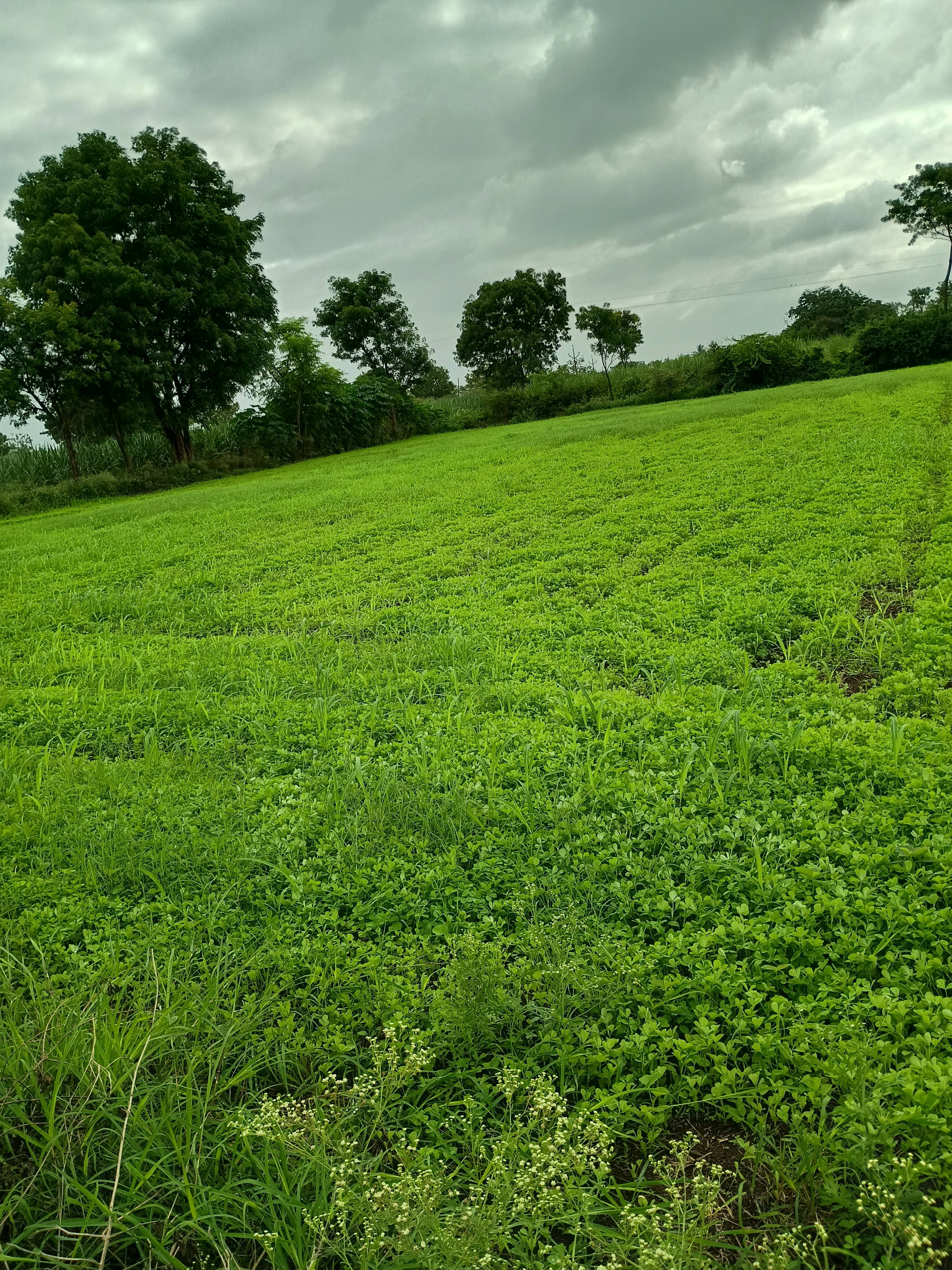 Fenugreek Leaves for sale in Satara, Maharashtra