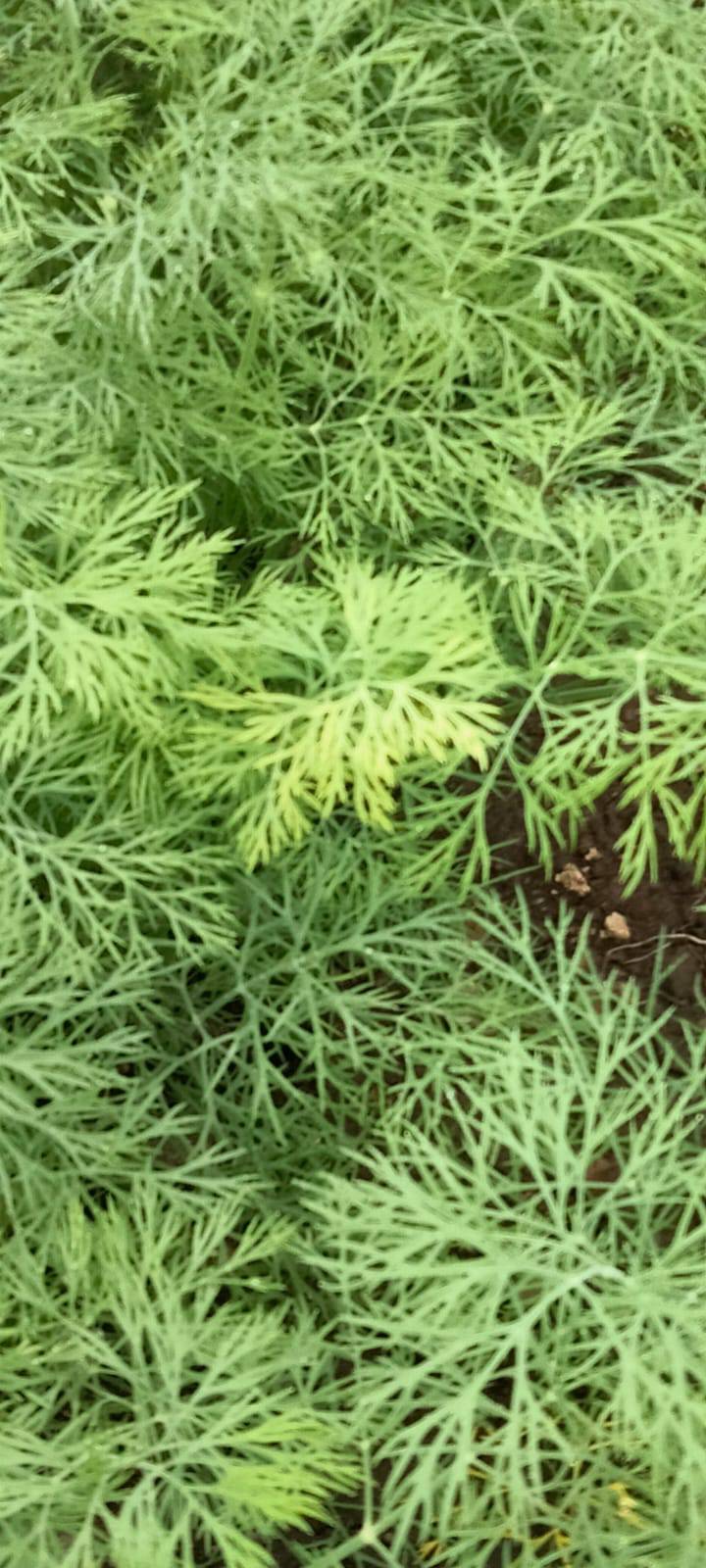 Dill Leaves for sale in Chhatrapati Sambhajinagar, Maharashtra