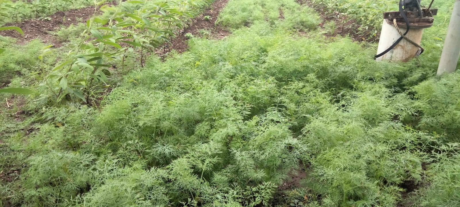 Dill Leaves for sale in Chhatrapati Sambhajinagar, Maharashtra