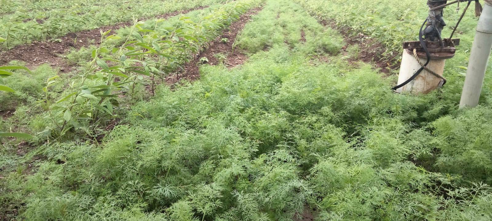 Dill Leaves for sale in Chhatrapati Sambhajinagar, Maharashtra