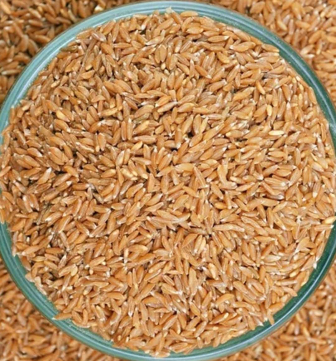 Emmer Wheat for sale in Ahilyanagar, Maharashtra