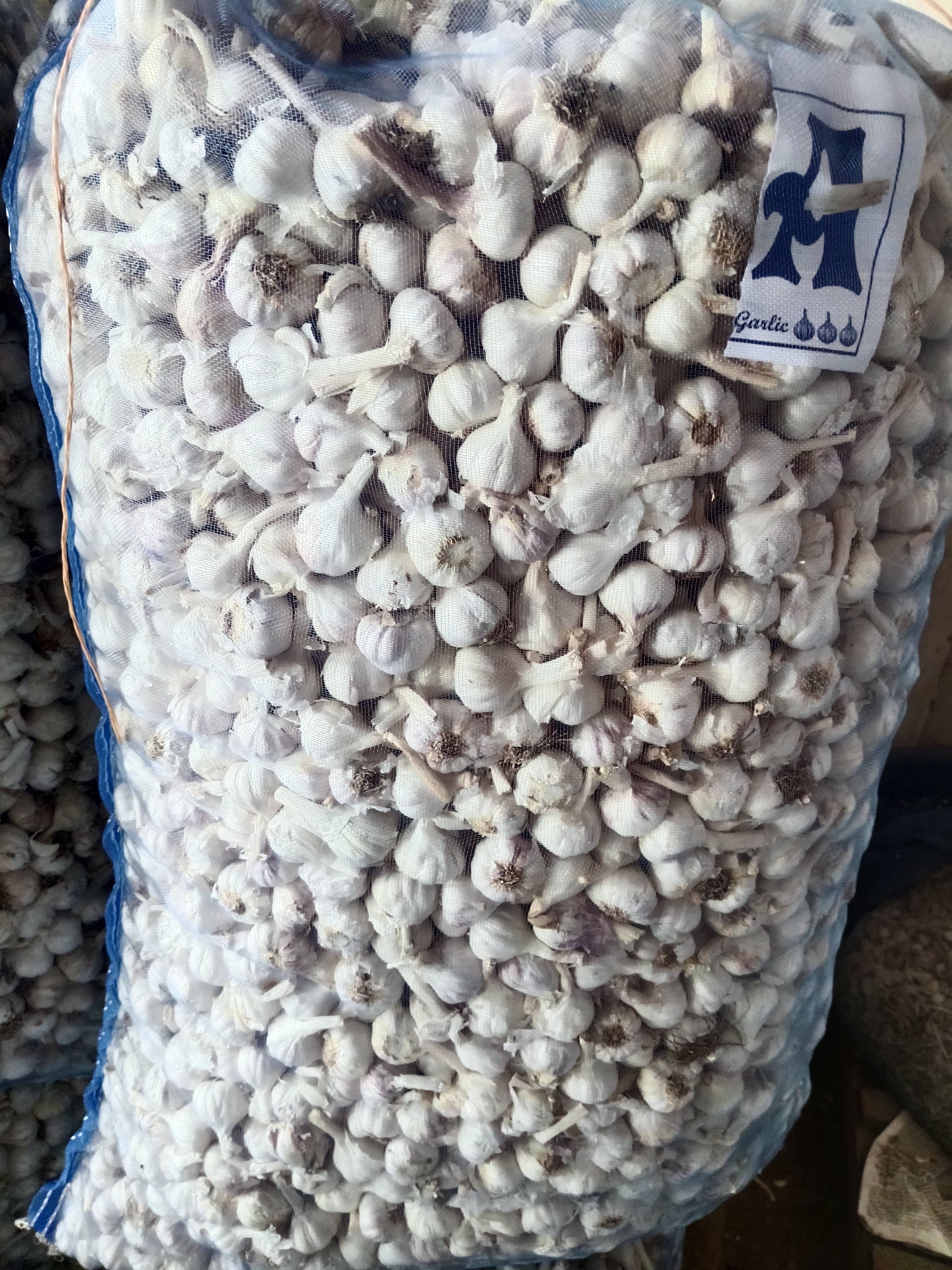 White Garlic for sale in Mandsaur, Madhya Pradesh