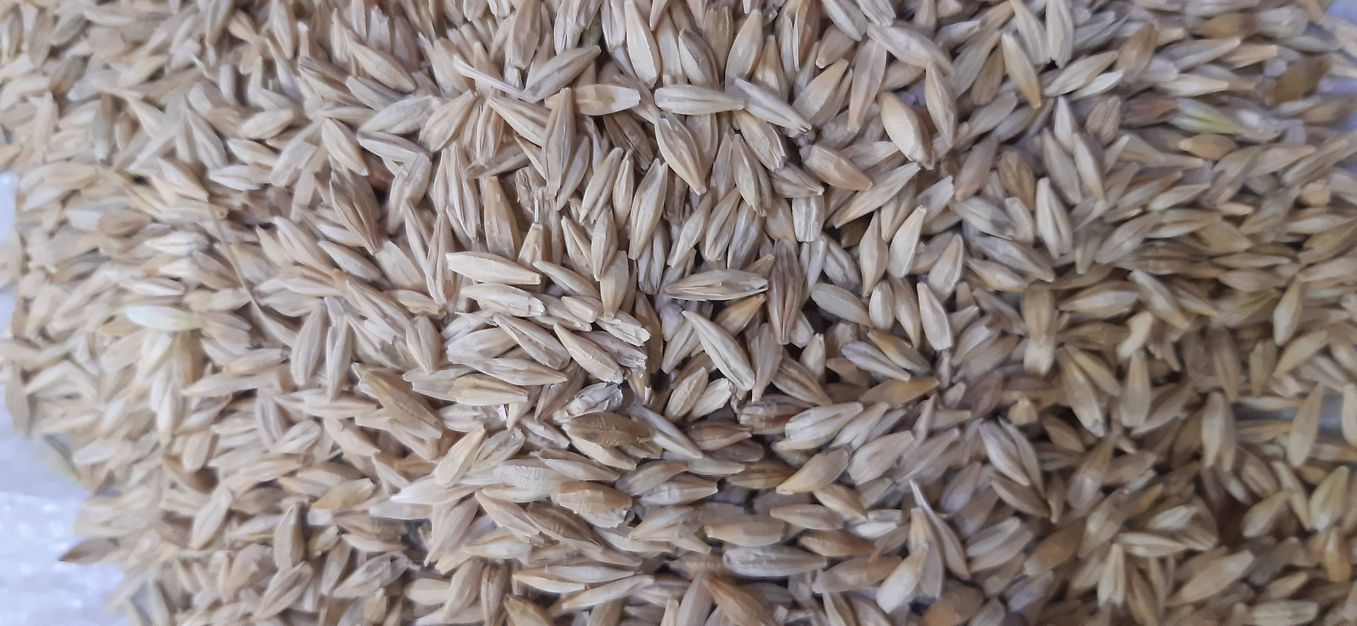 Pearl Barley बिक्री के लिए, मंदसौर, मध्य प्रदेश