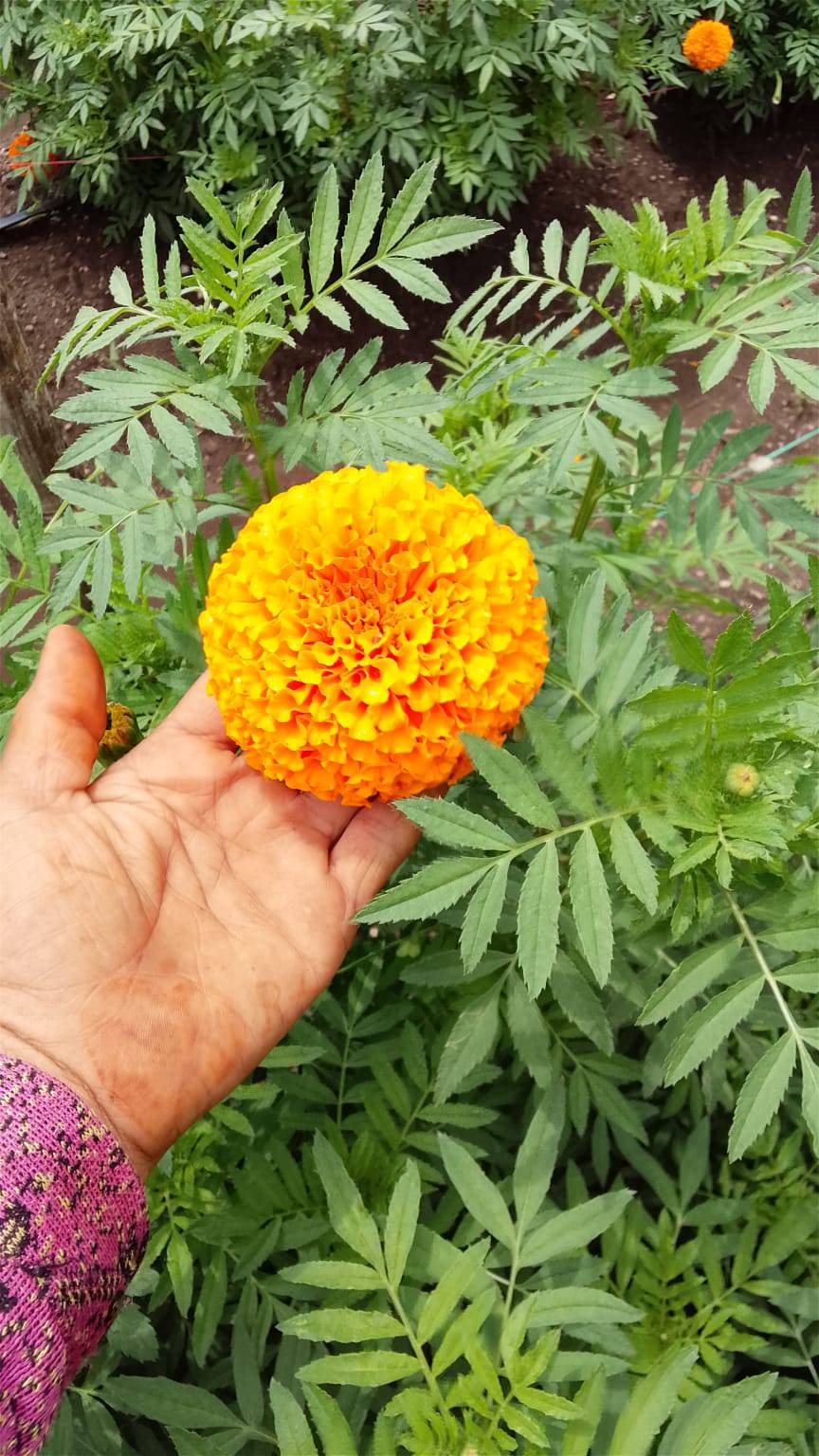 Hybrid Marigold for sale in Dhar, Madhya Pradesh