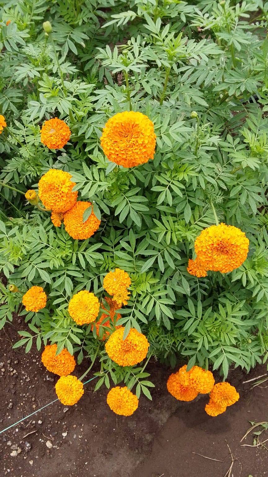 Hybrid Marigold for sale in Dhar, Madhya Pradesh