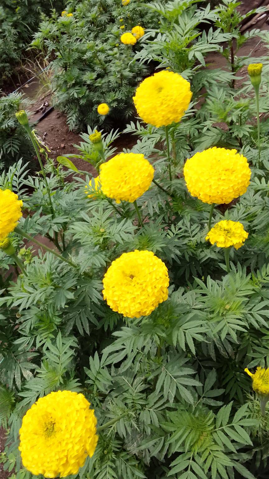 Marigold Hybrid Marigold