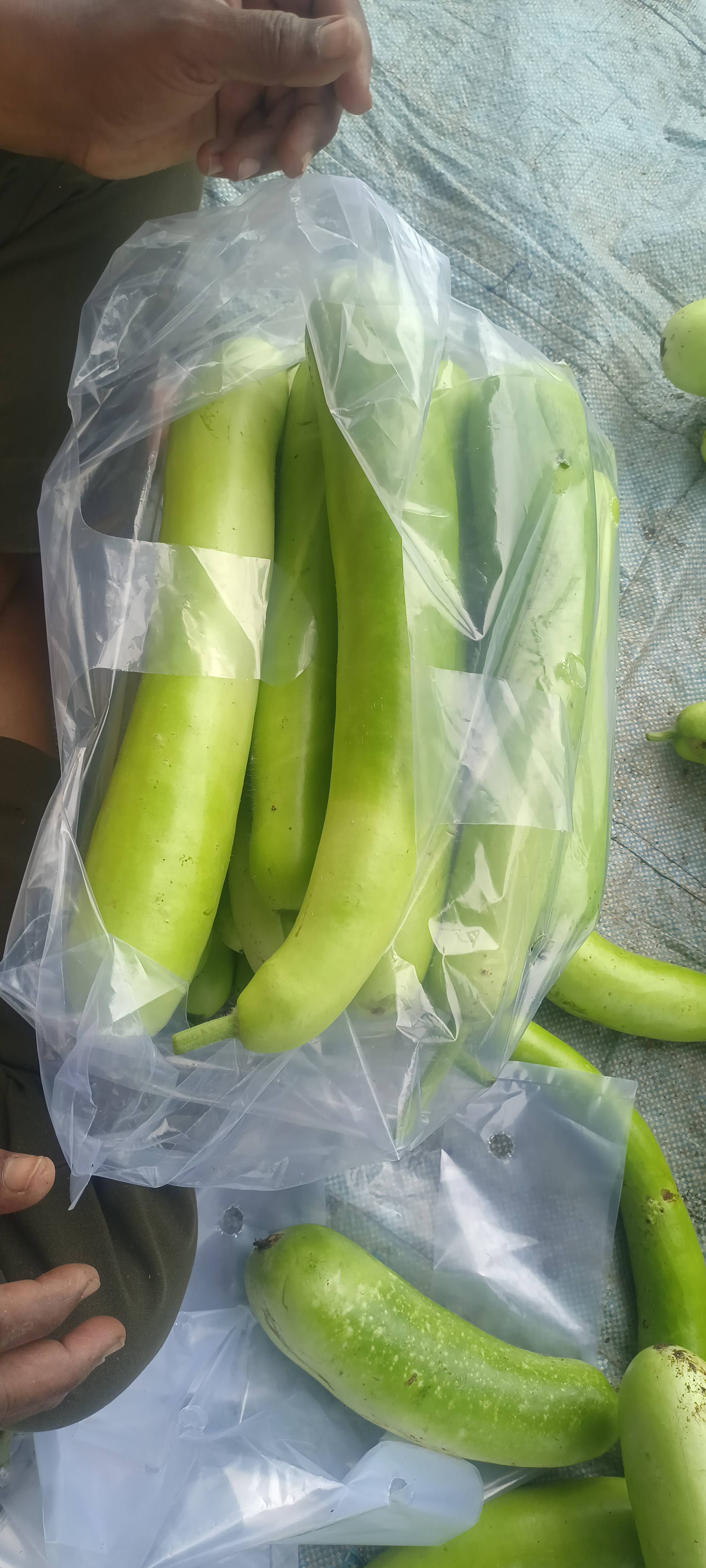 Pusa Summer Long for sale in Dhar, Madhya Pradesh