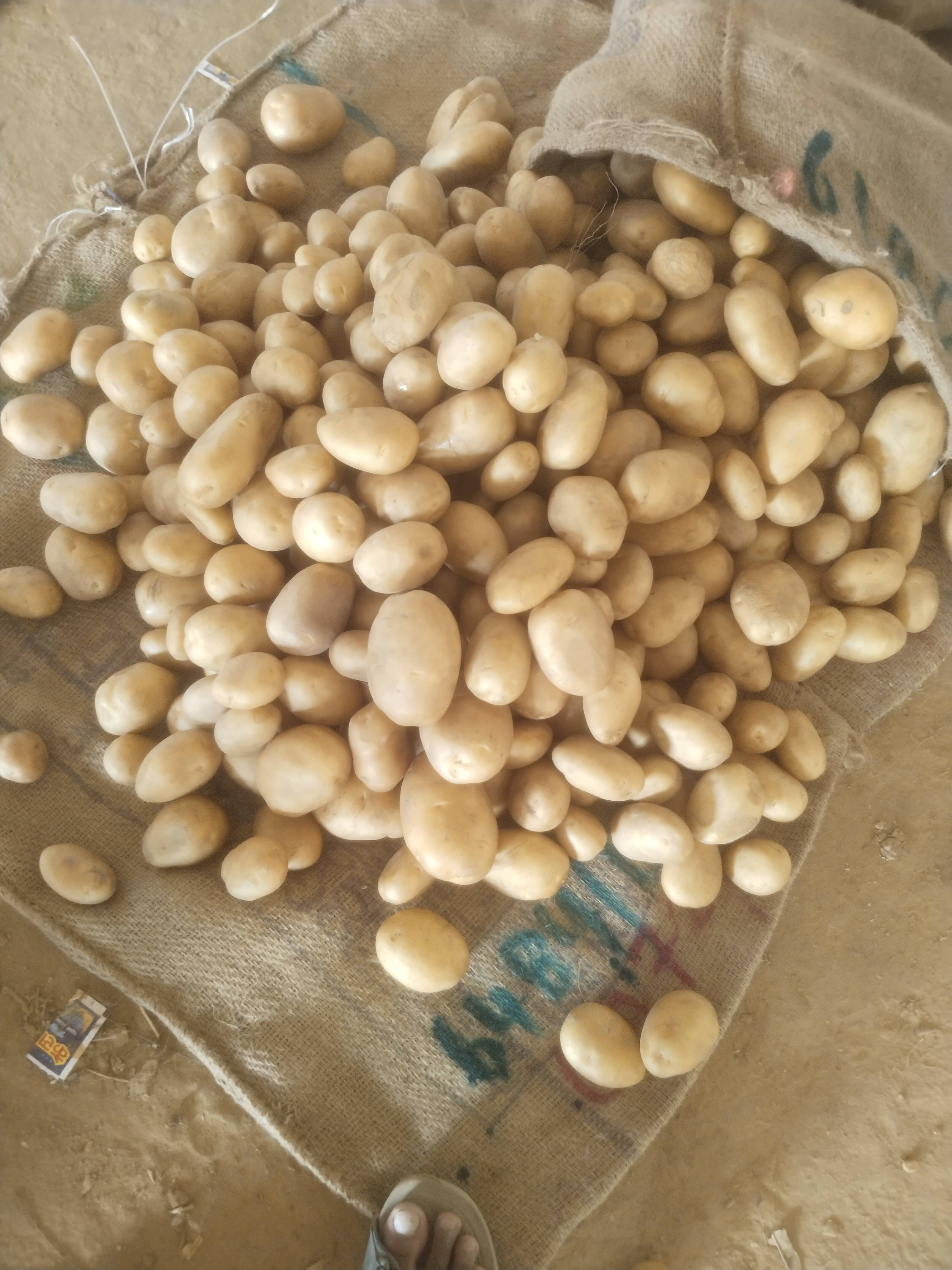 Kufri Pukhraj for sale in Fatehpur, Uttar Pradesh