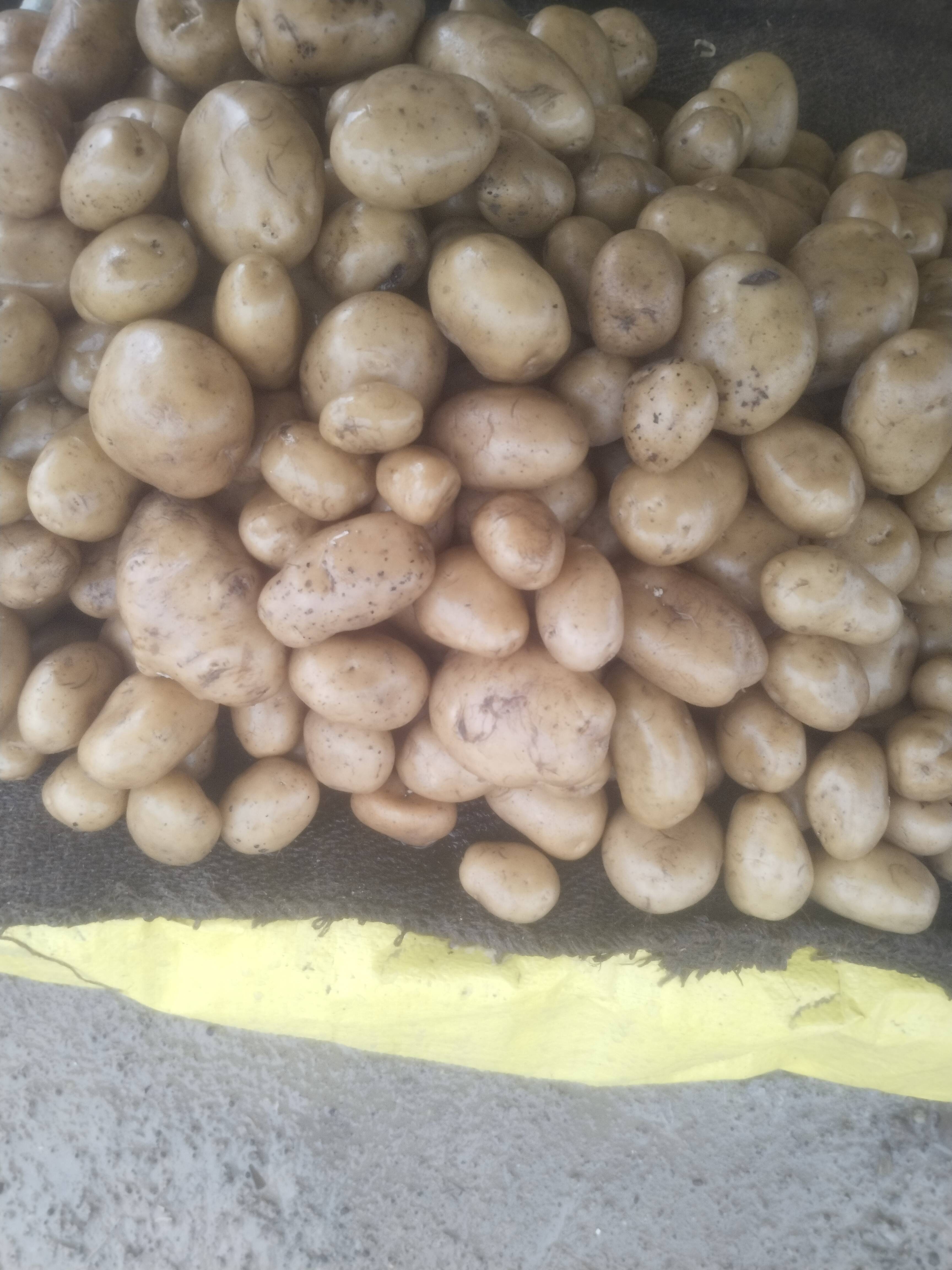 Potato Powder बिक्री के लिए, फ़तेहपुर, उत्तर प्रदेश