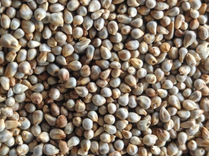 Pearl Millet (Bajra) बिक्री के लिए, मुरैना, मध्य प्रदेश