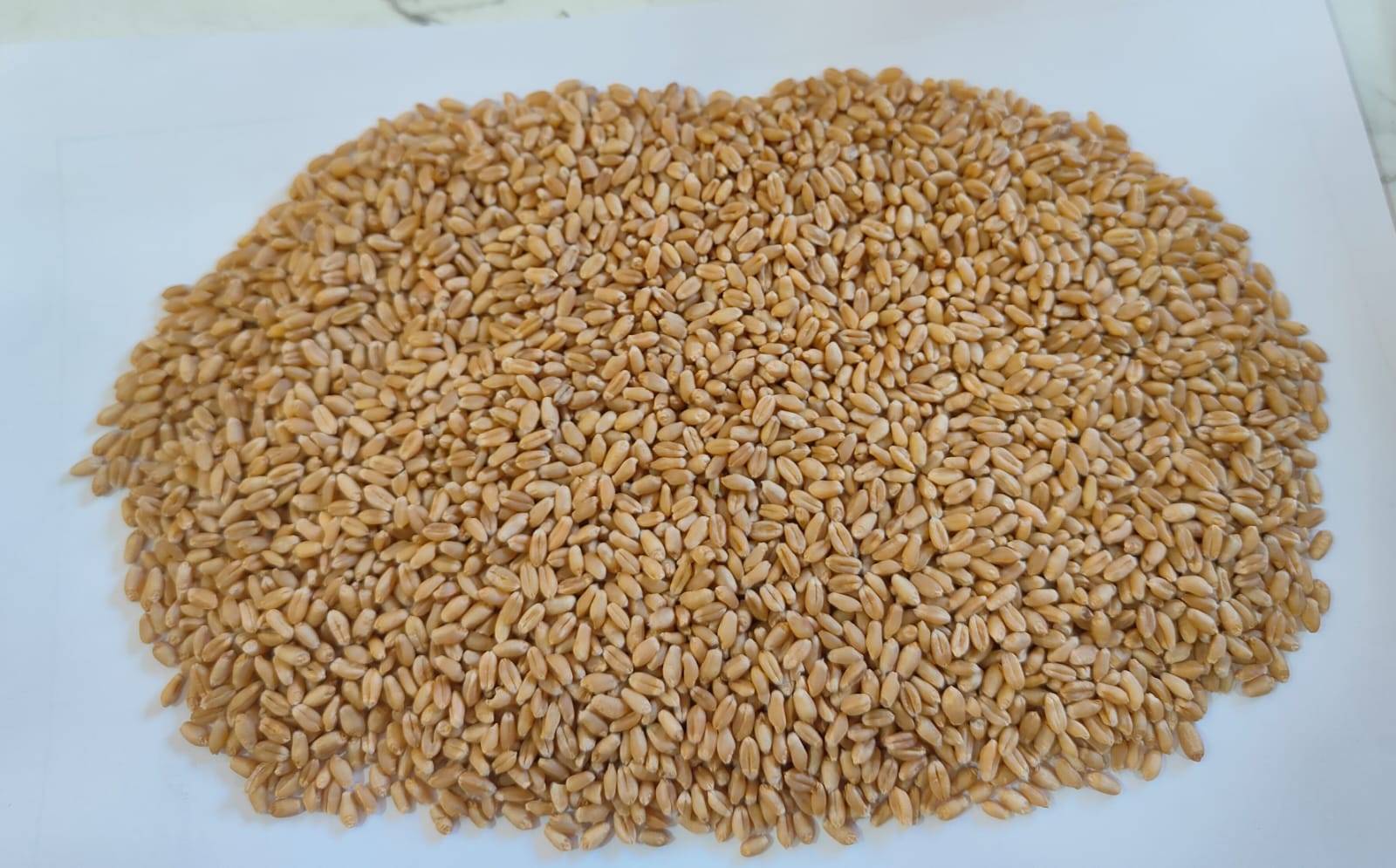 Sharbati Wheat for sale in Morena, Madhya Pradesh