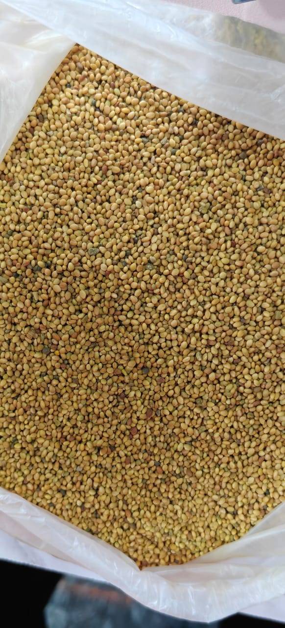 Green Fodder Berseem