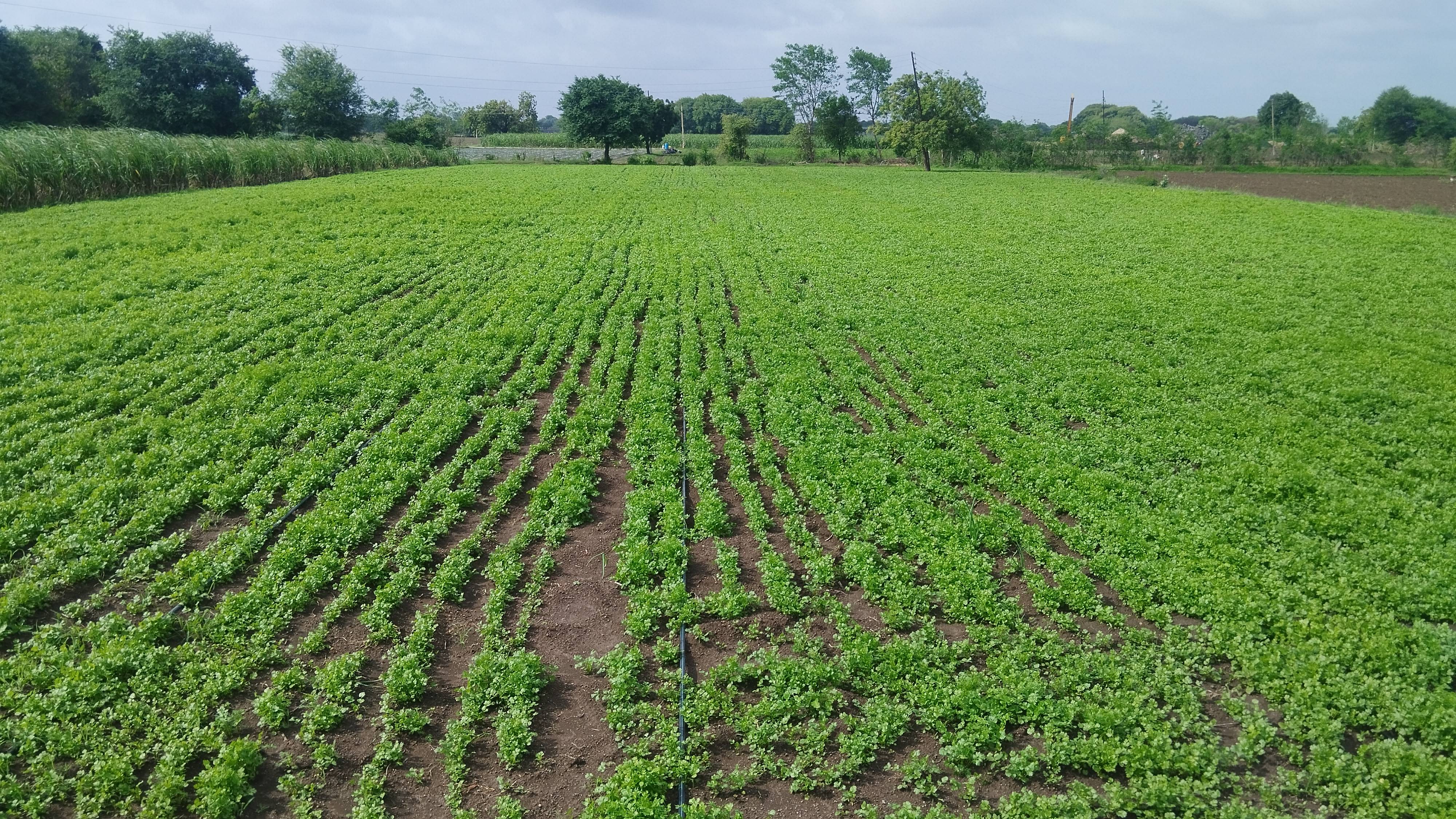 Coriander Leave बिक्री के लिए, धाराशिव, महाराष्ट्र