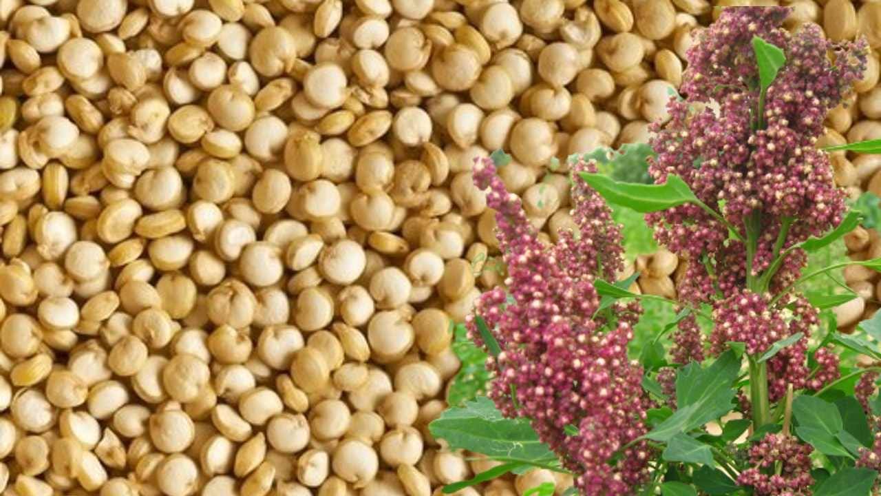 White Quinoa बिक्री के लिए, चित्तौड़गढ़, राजस्थान