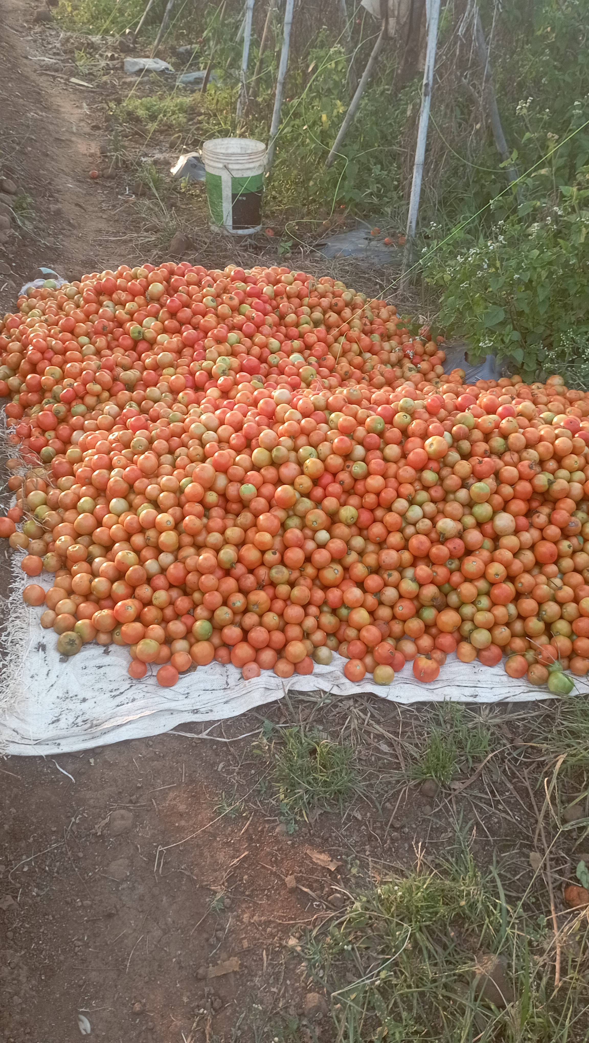 Virang Tomato बिक्री के लिए, पूर्वी निमाड़, मध्य प्रदेश