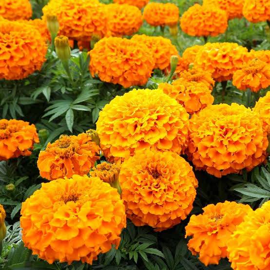 Marigold African Marigold