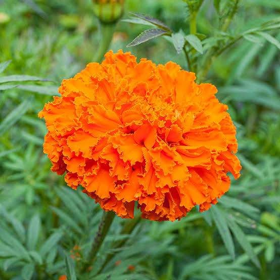 Marigold Orange Marigold