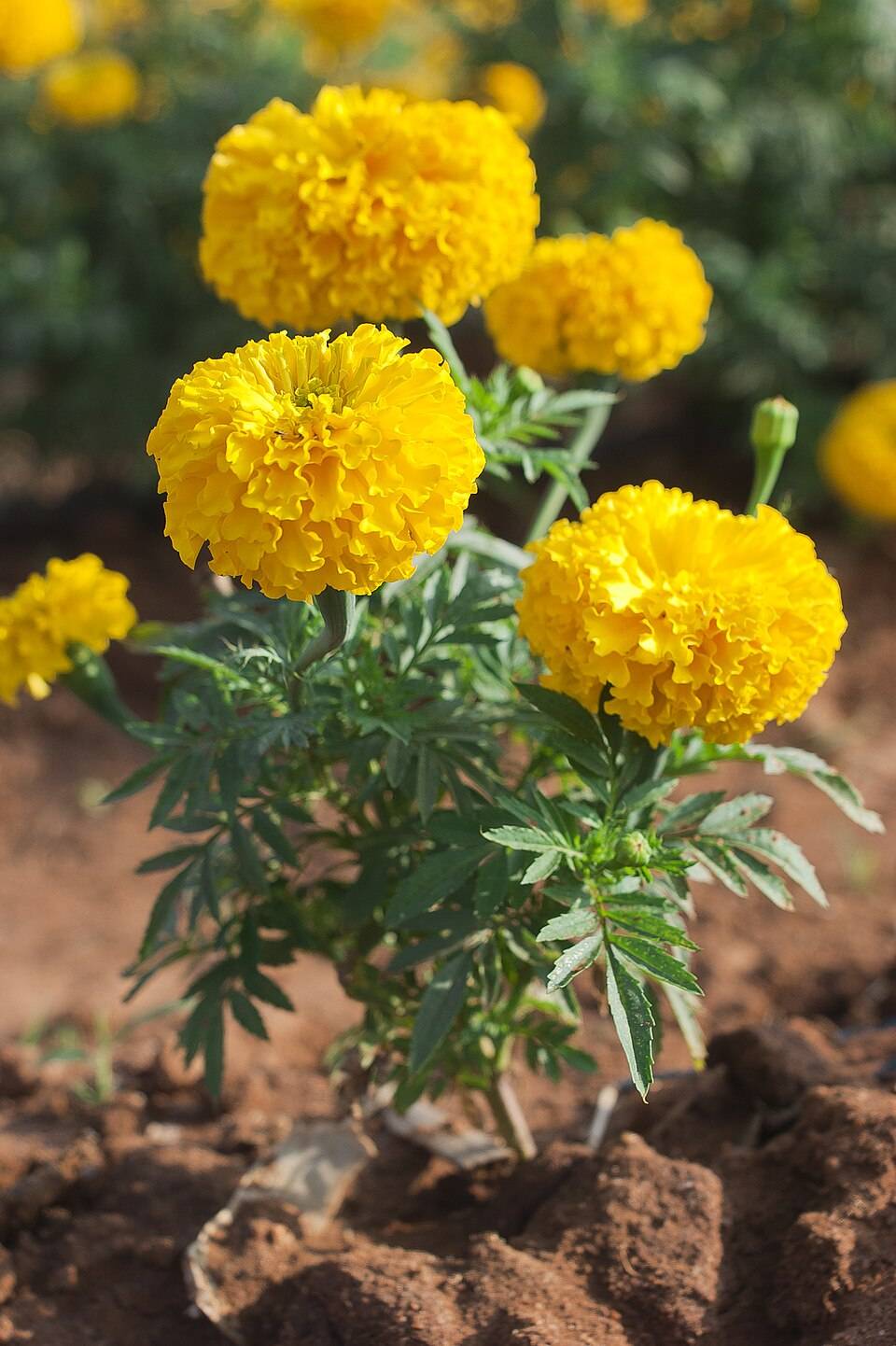 Marigold Yellow Marigold