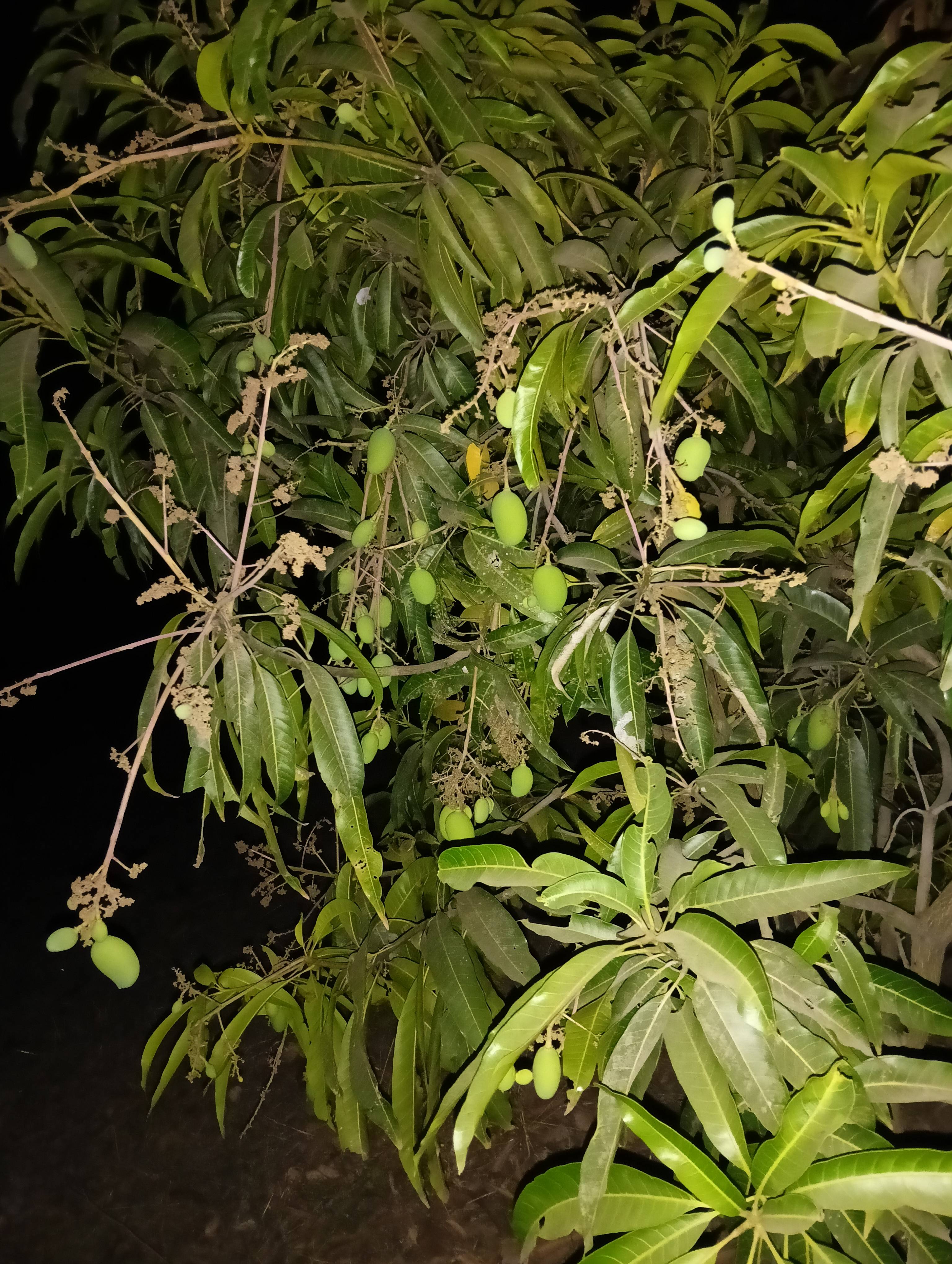 Kesar for sale in Nashik, Maharashtra