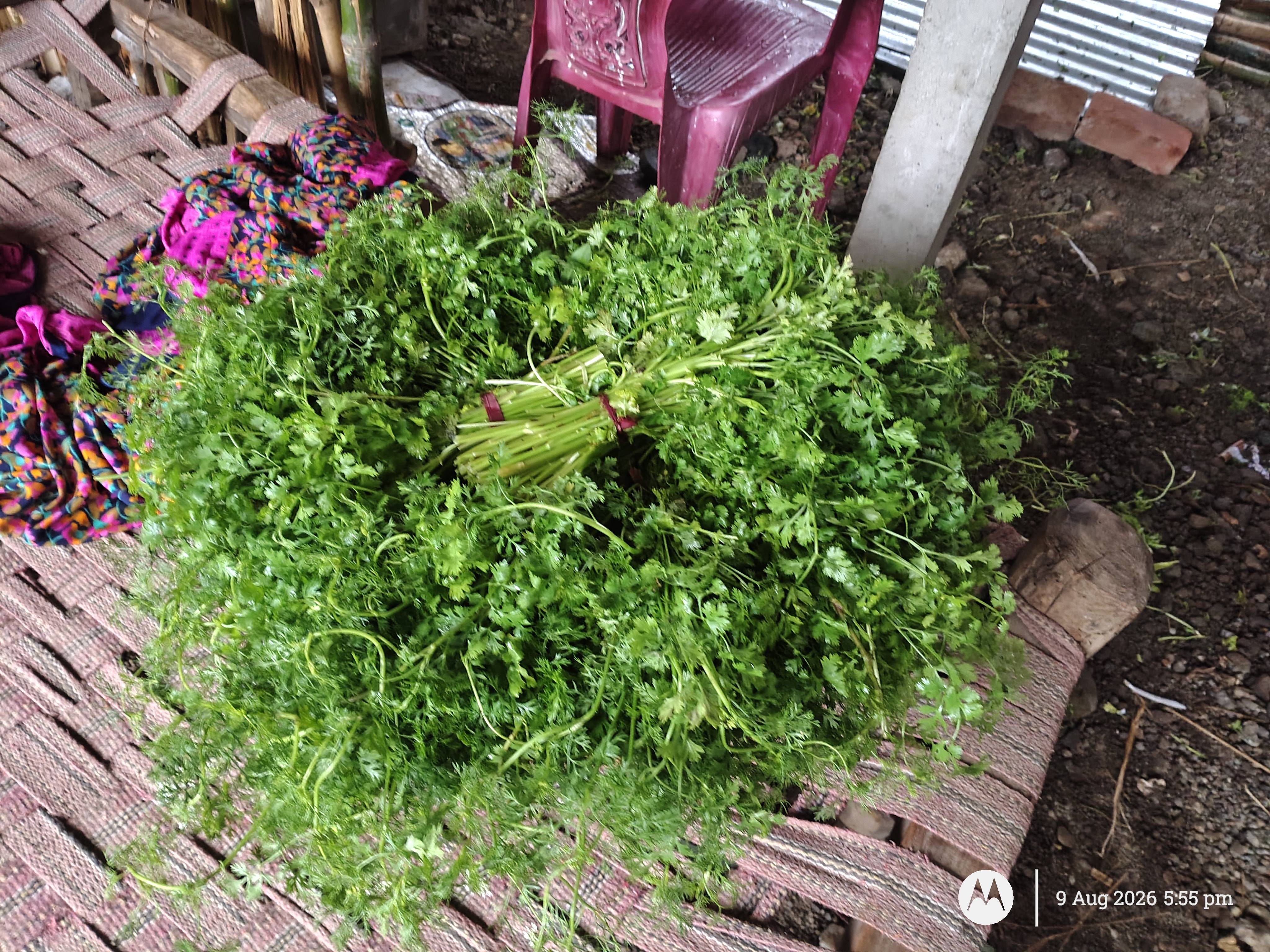 Coriander Leave विक्रीसाठी, नागपूर, महाराष्ट्र