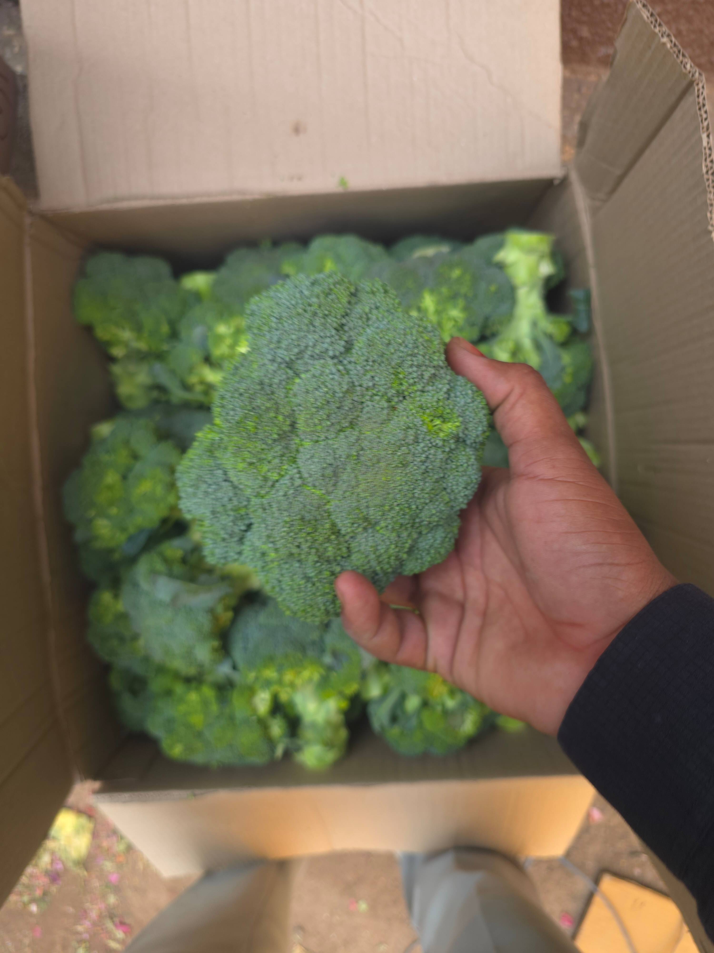 Green Broccoli for sale in Nashik, Maharashtra