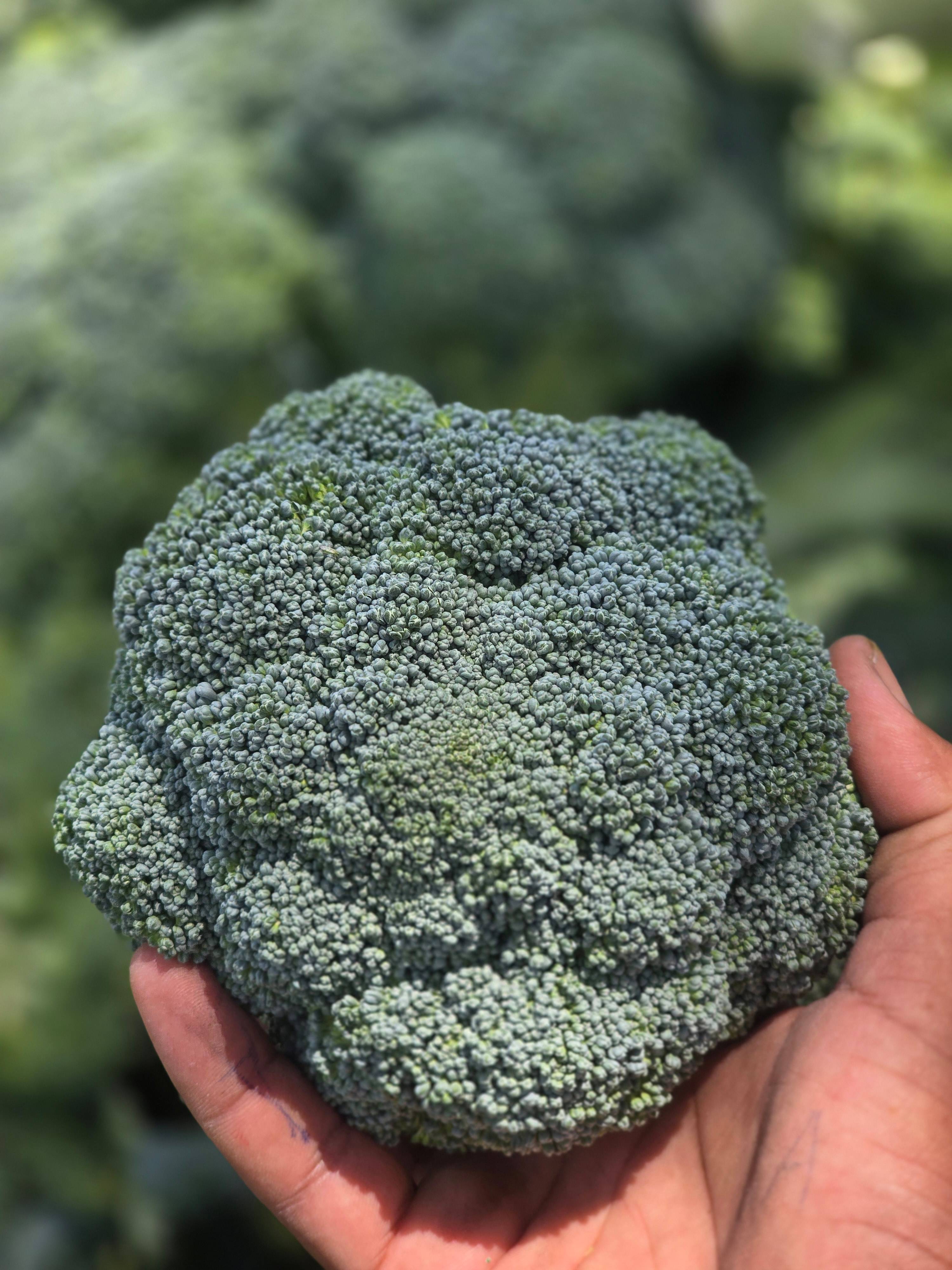 Green Broccoli for sale in Nashik, Maharashtra