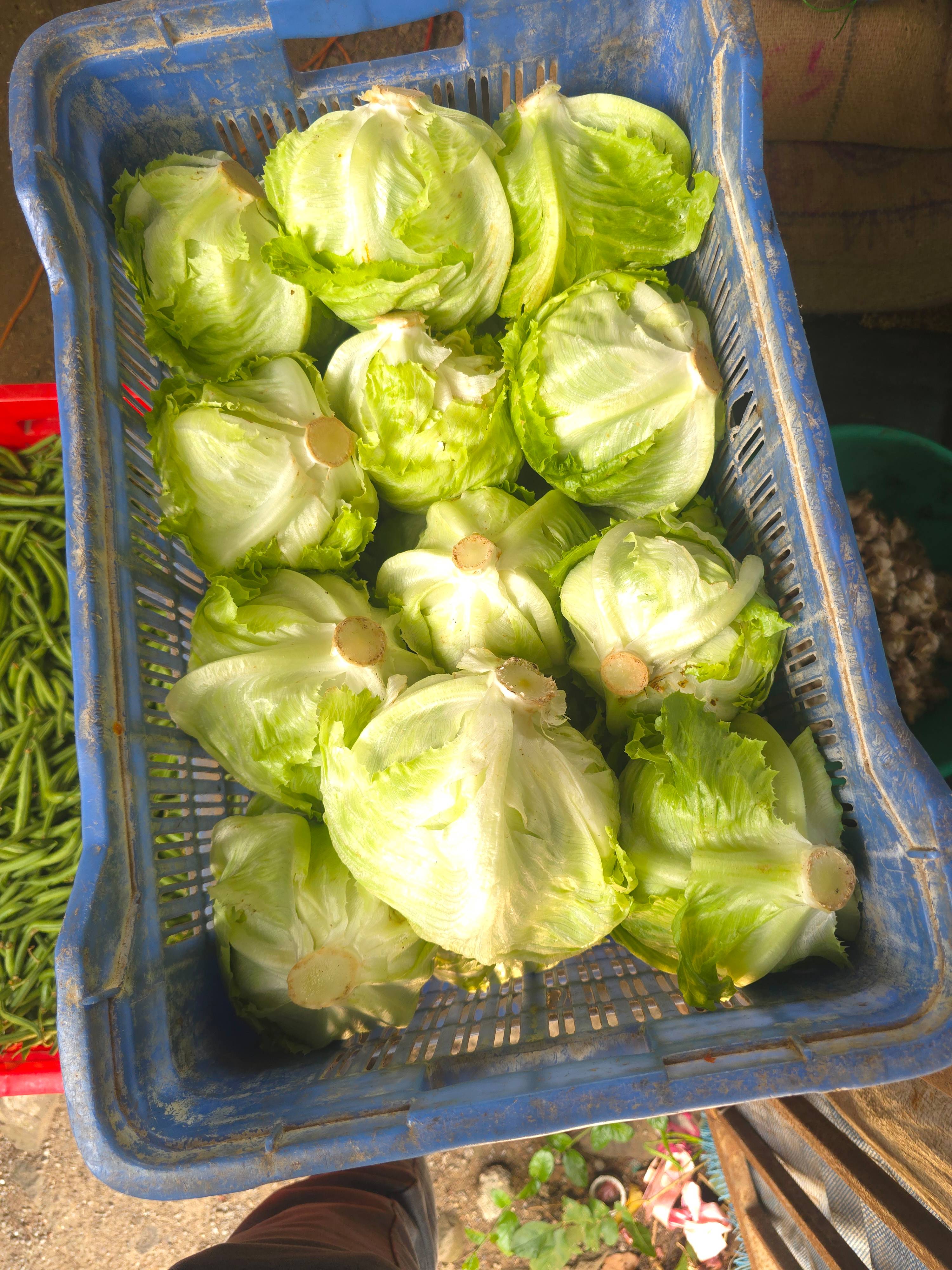 Green Broccoli for sale in Nashik, Maharashtra