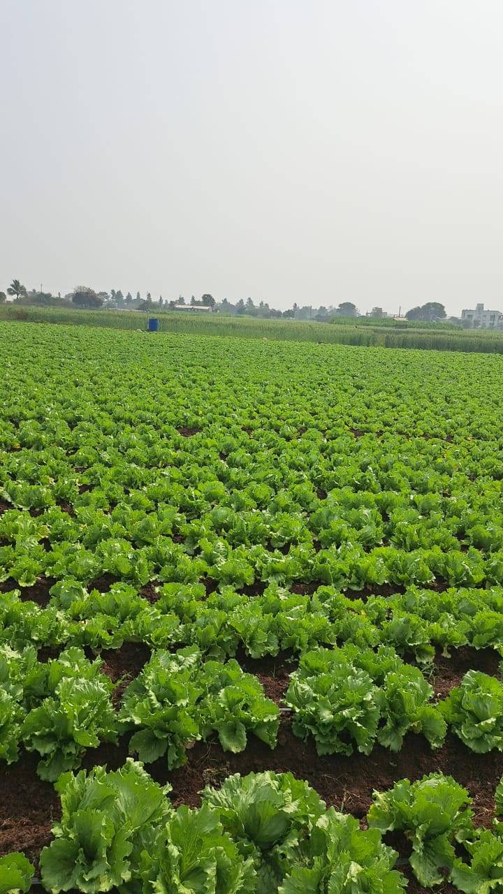 आइसबर्ग लेट्यूस विक्रीसाठी, नाशिक, महाराष्ट्र
