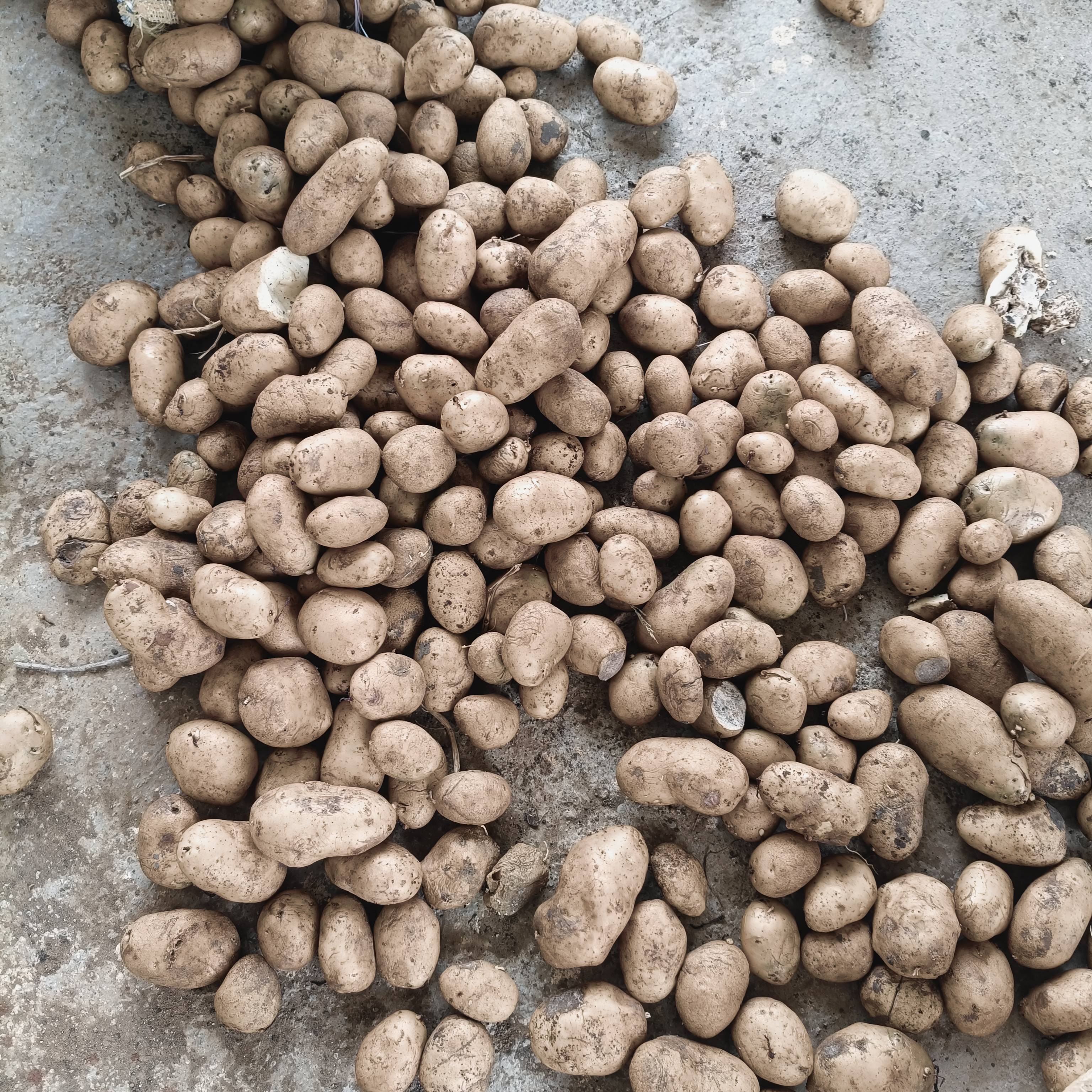 Kufri Jyoti for sale in Ujjain, Madhya Pradesh