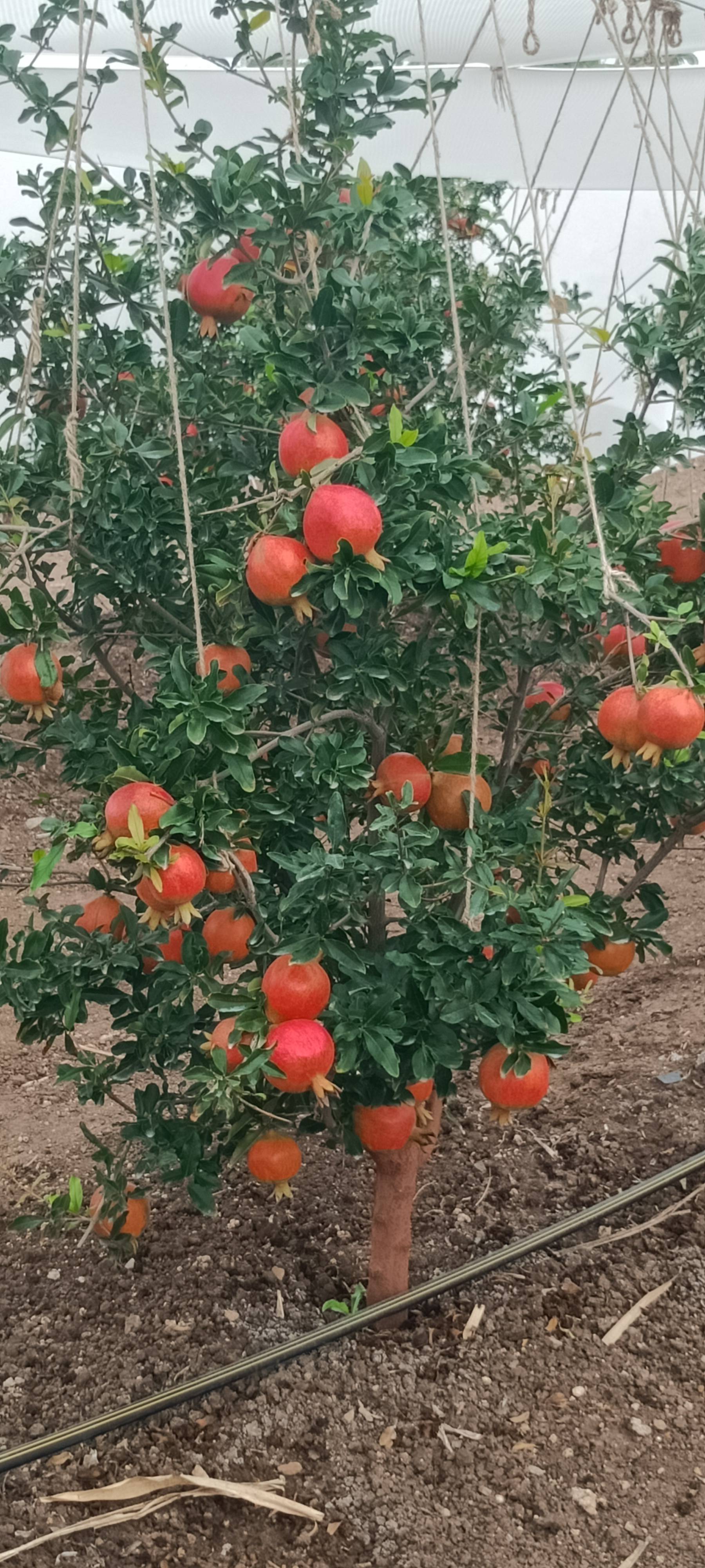 Bhagwa for sale in Solapur, Maharashtra