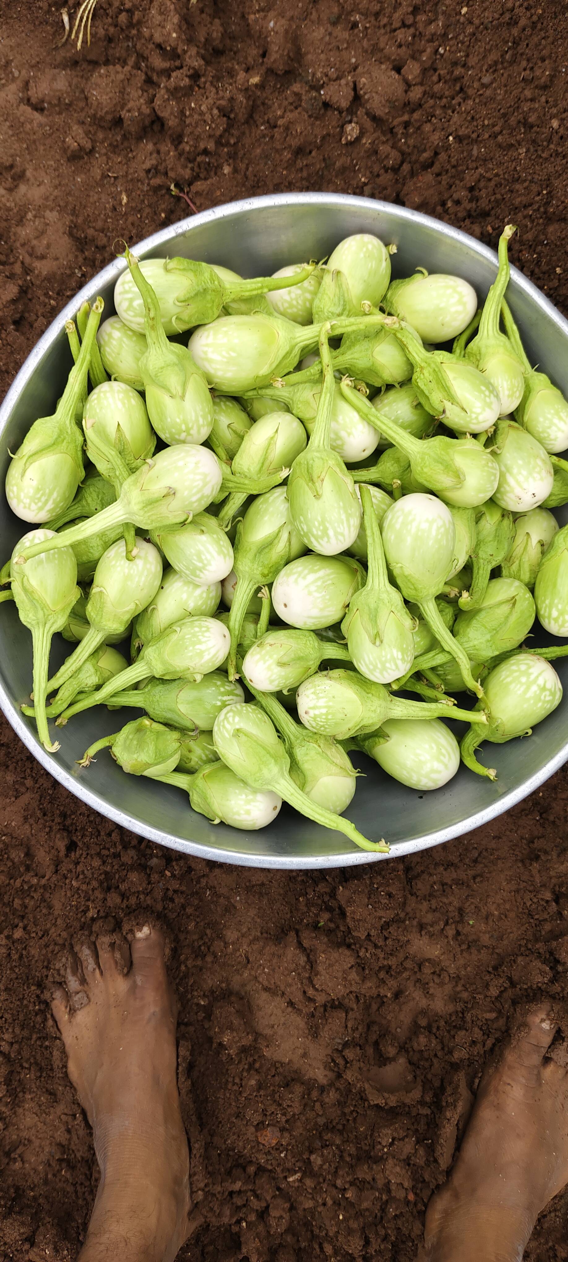 White Brinjal विक्रीसाठी, सांगली, महाराष्ट्र