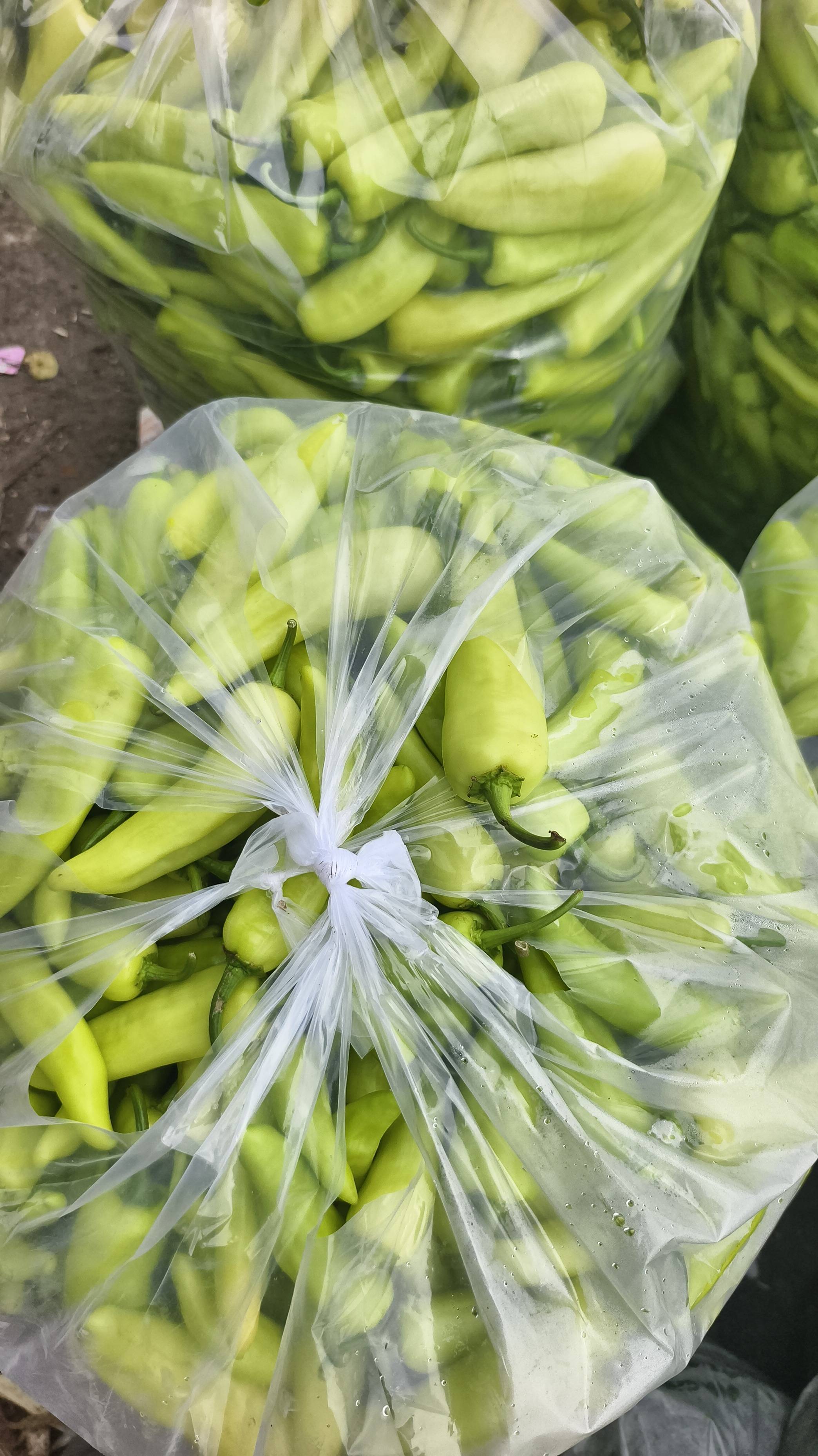G4 Chilli बिक्री के लिए, उज्जैन, मध्य प्रदेश