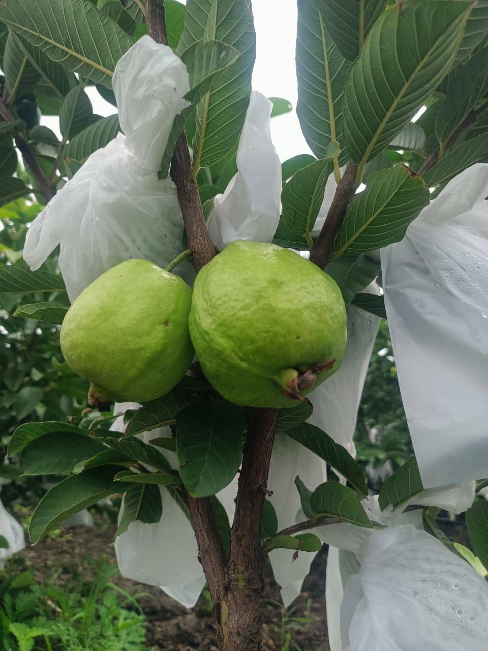 Taiwan Pink for sale in Ujjain, Madhya Pradesh