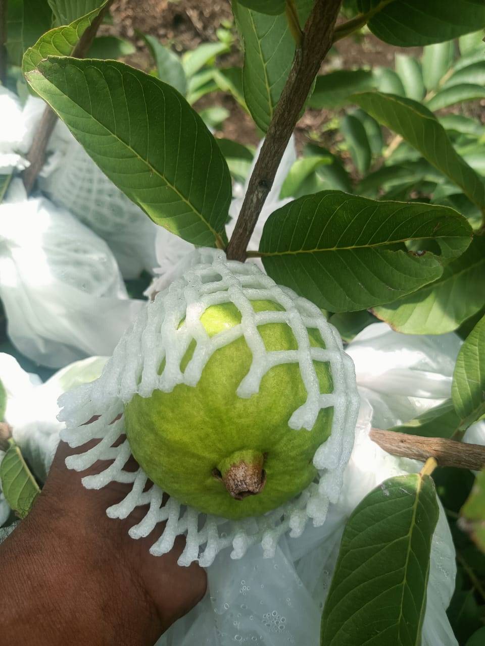 Taiwan Pink for sale in Ujjain, Madhya Pradesh