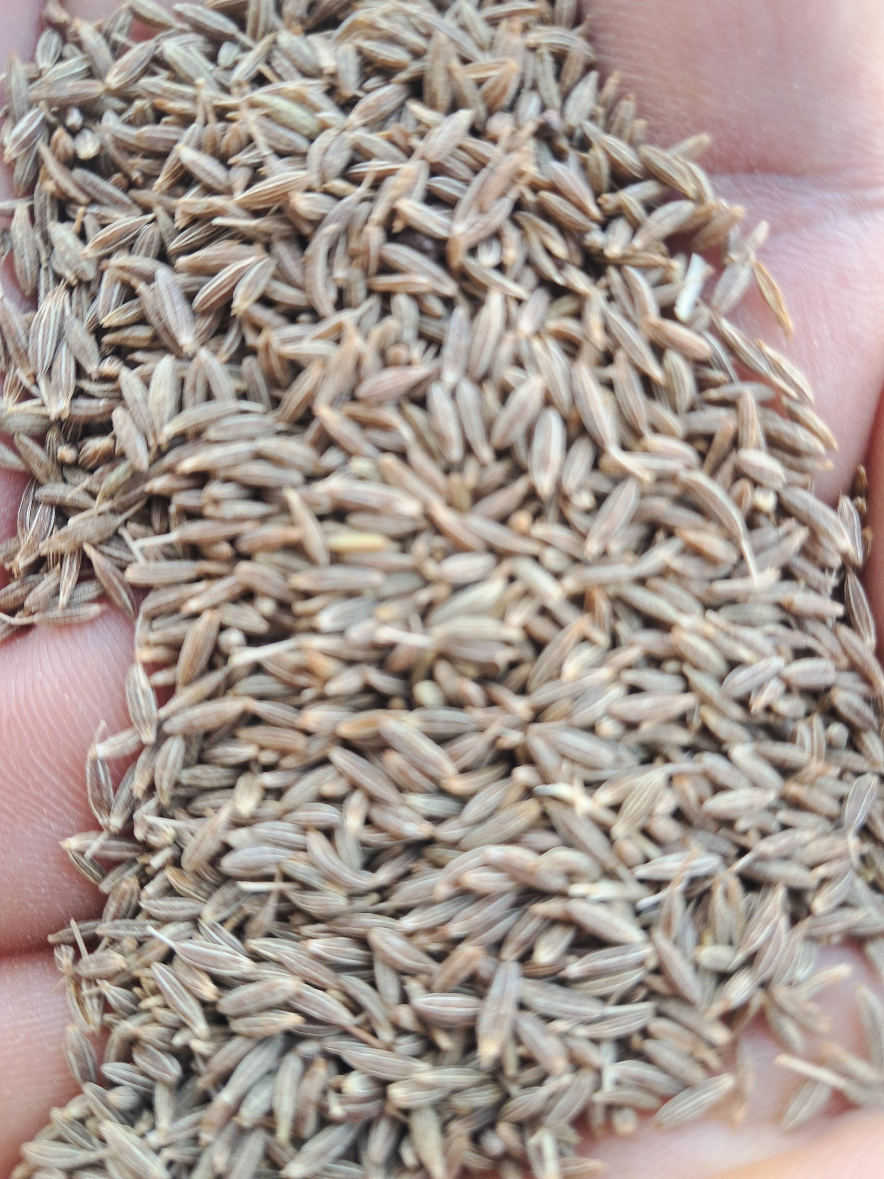 Cumin Shahi Jeera