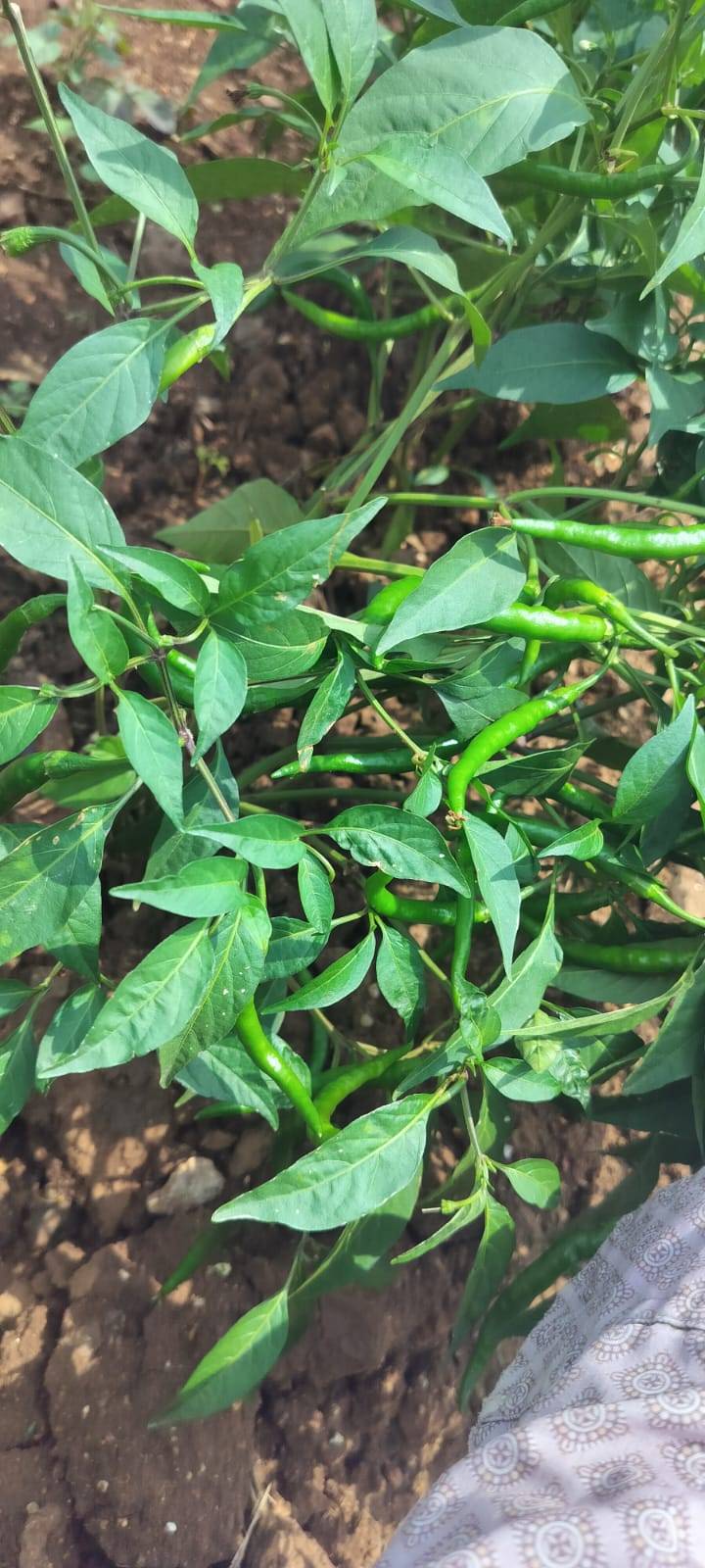G4 Chilli बिक्री के लिए, धार, मध्य प्रदेश