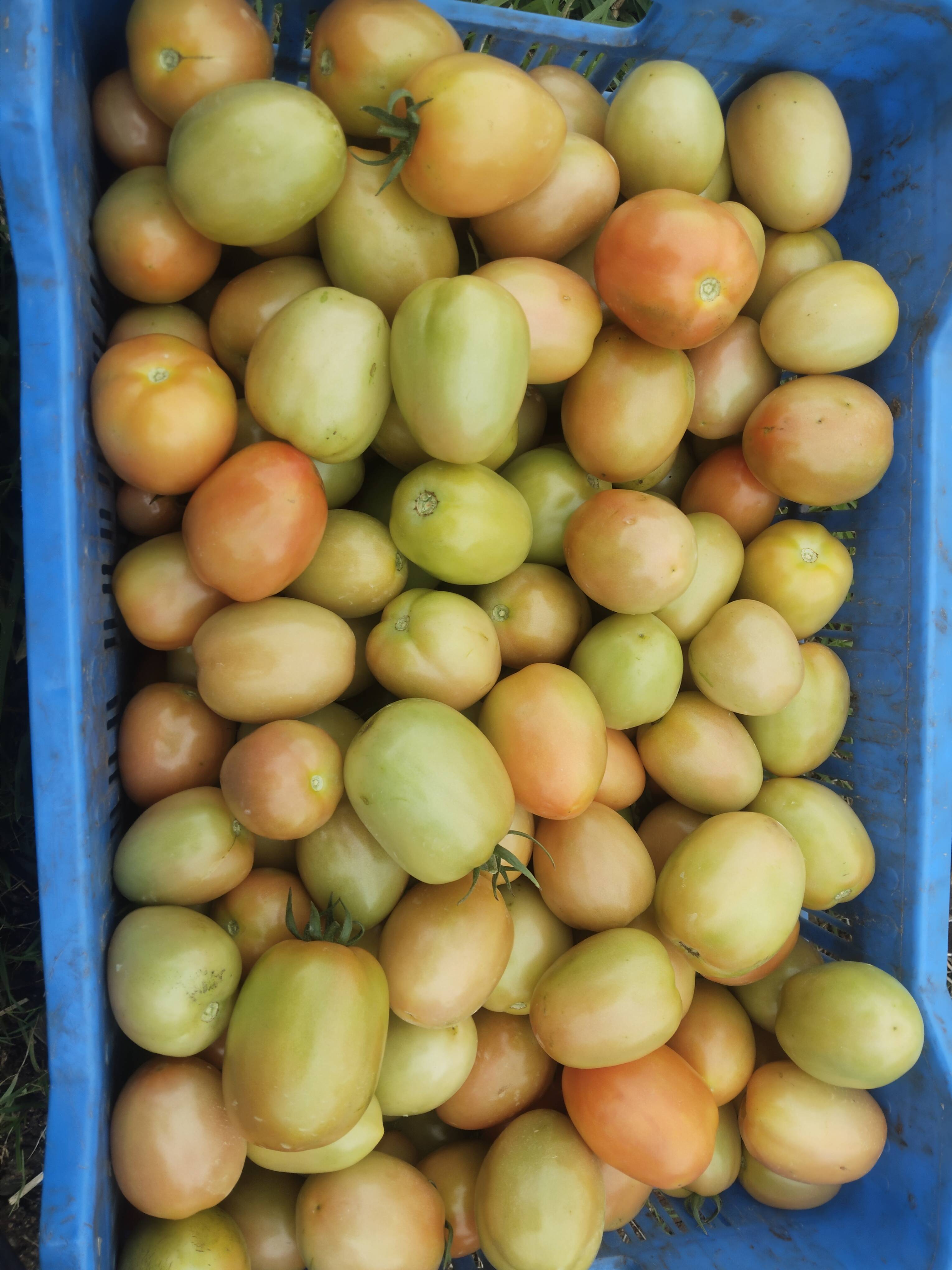 Saaho Tomato for sale in Nashik, Maharashtra