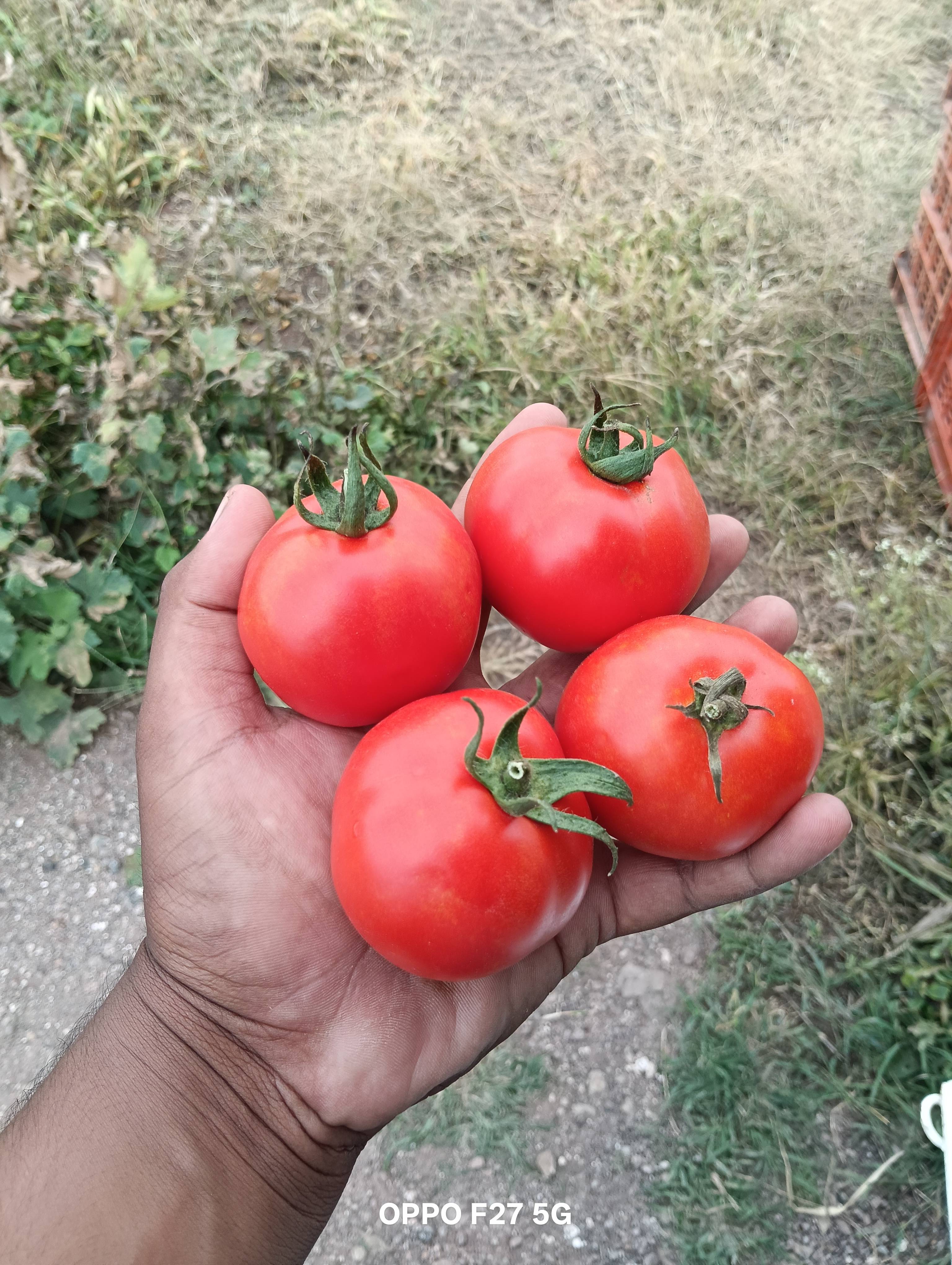 Saaho Tomato for sale in Pune, Maharashtra