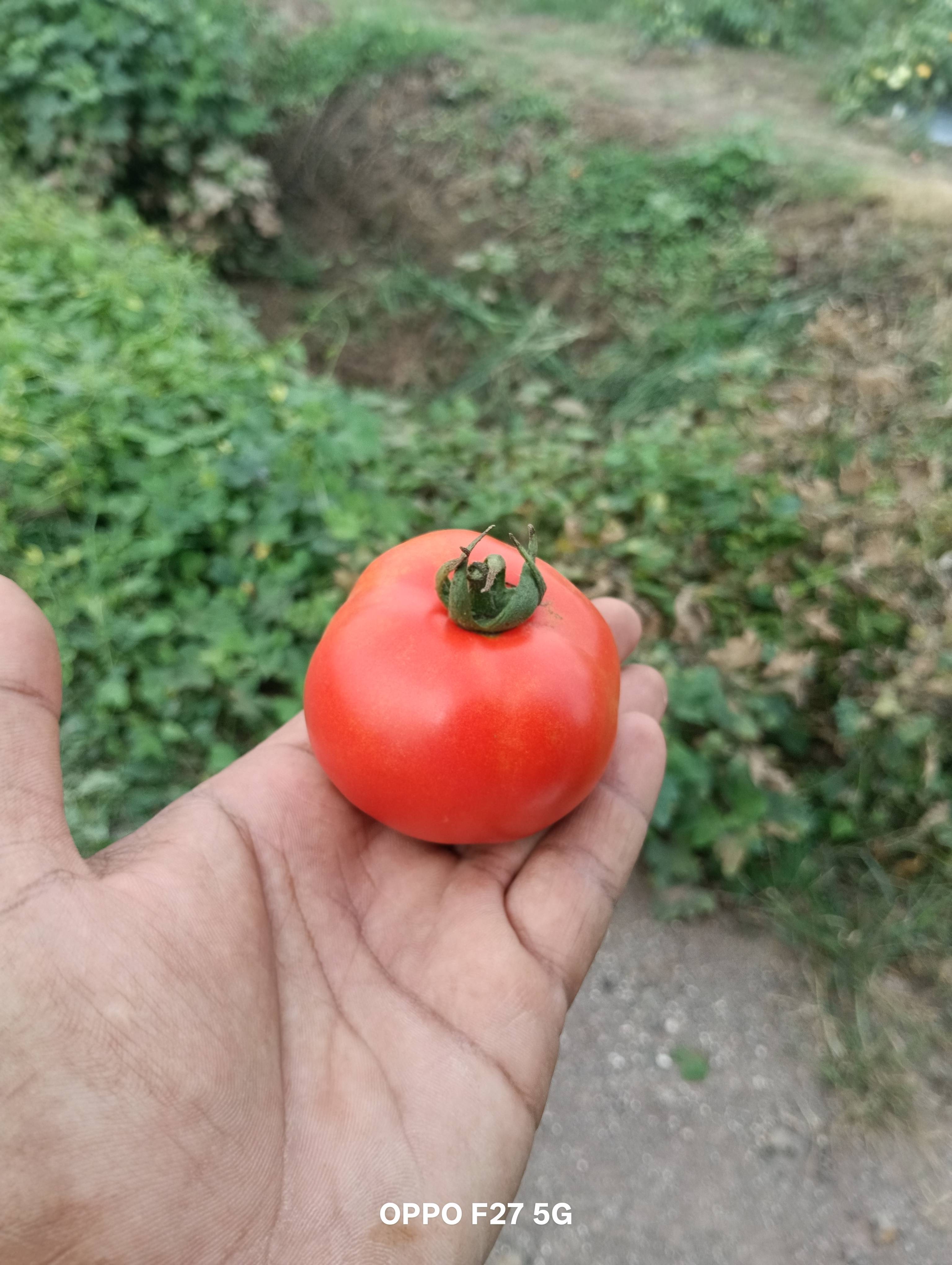 Saaho Tomato for sale in Pune, Maharashtra