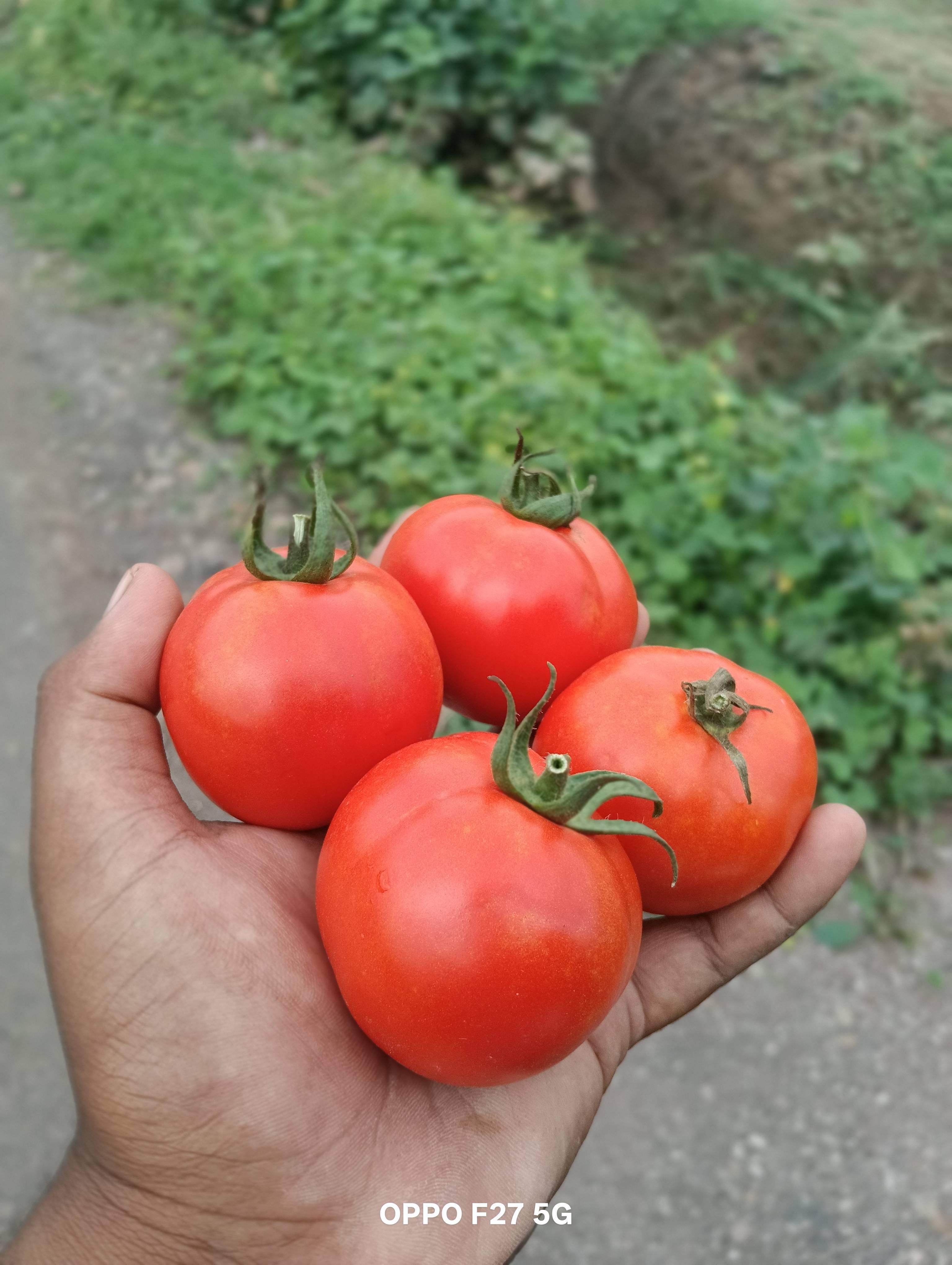 Saaho Tomato for sale in Pune, Maharashtra