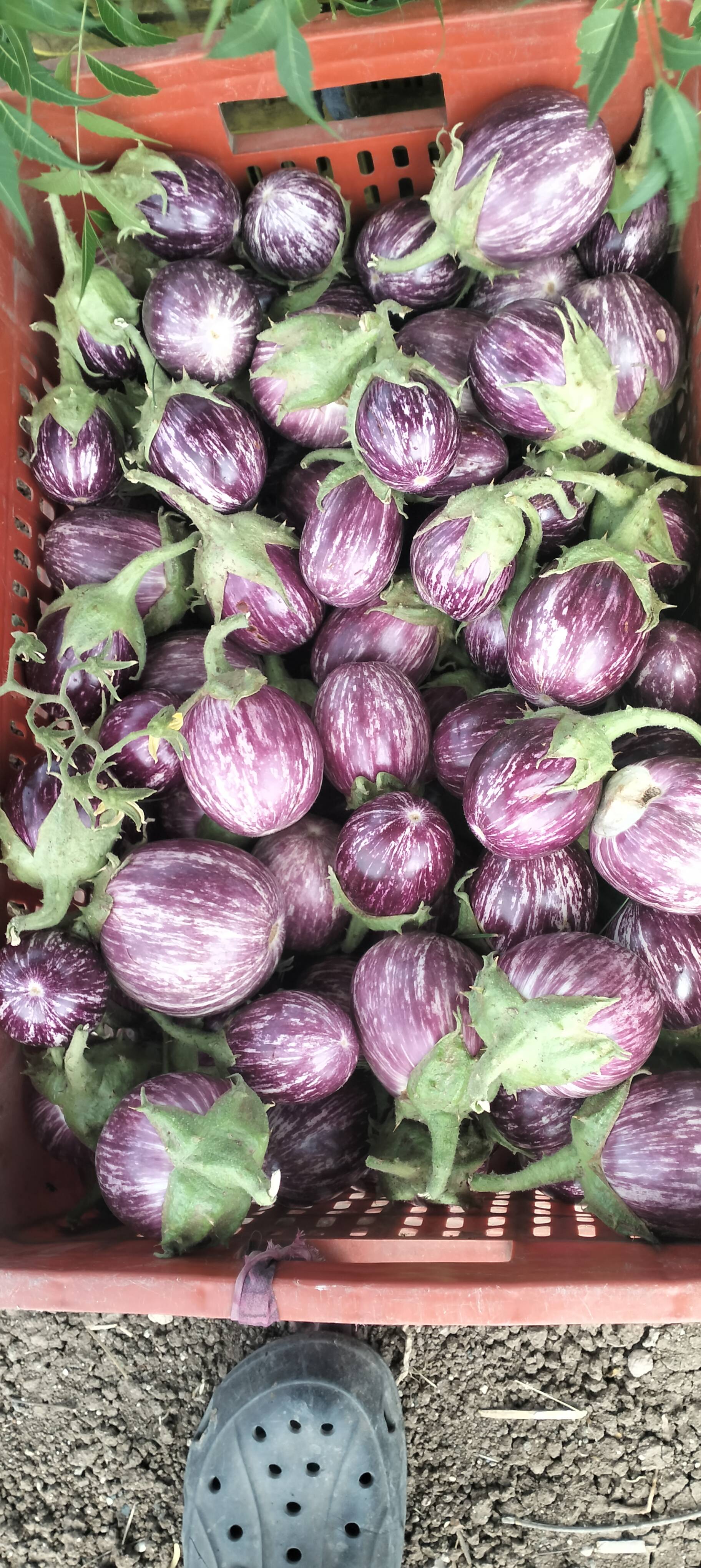 Purple Brinjal for sale in Ahilyanagar, Maharashtra